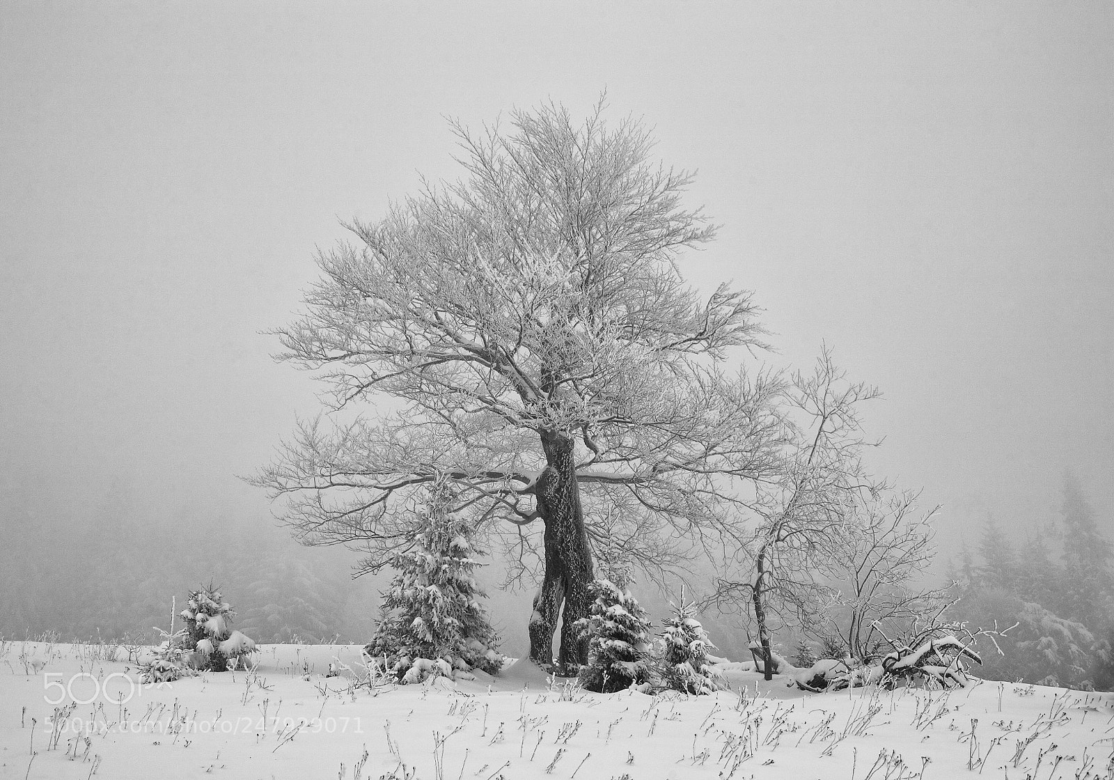 Canon EOS 5D sample photo. Beech, covered with frost photography