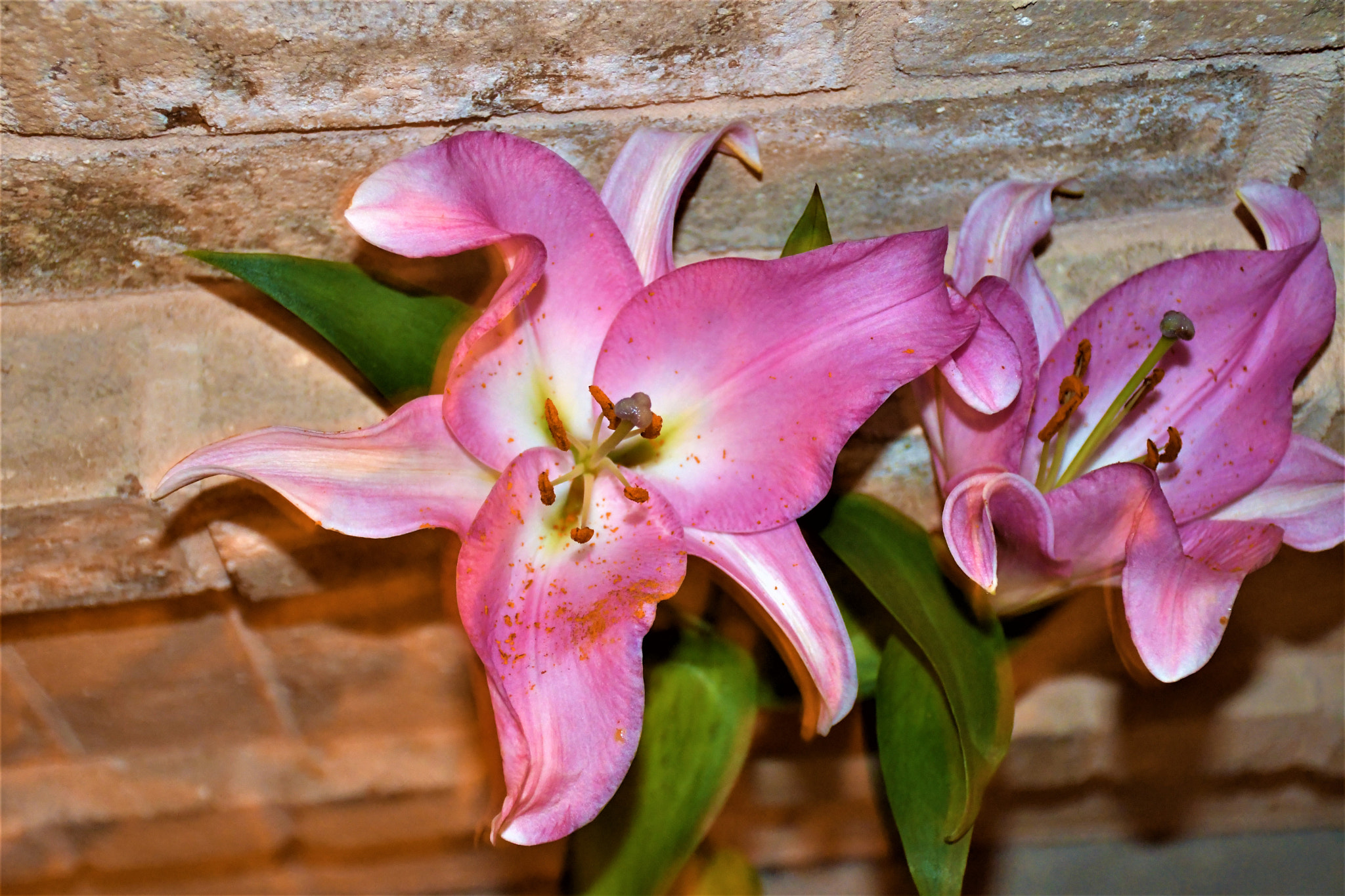Nikon D7500 sample photo. Tiger lilies photography