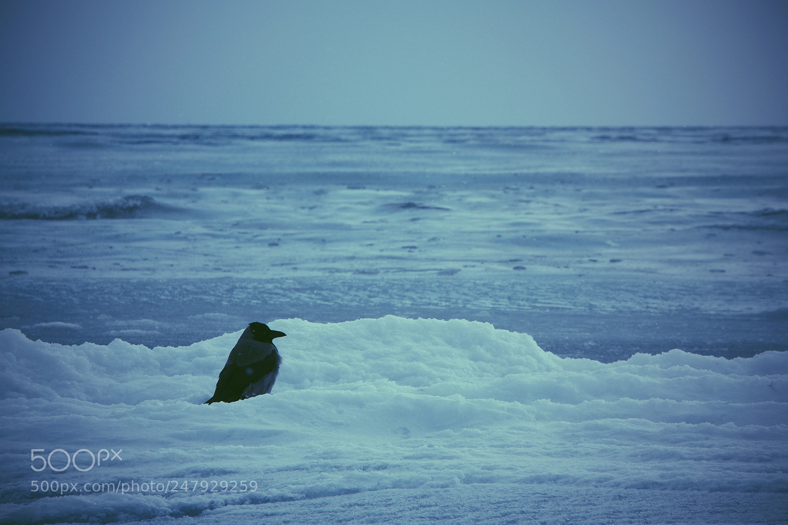 Canon EOS 600D (Rebel EOS T3i / EOS Kiss X5) sample photo. Lonely bird photography
