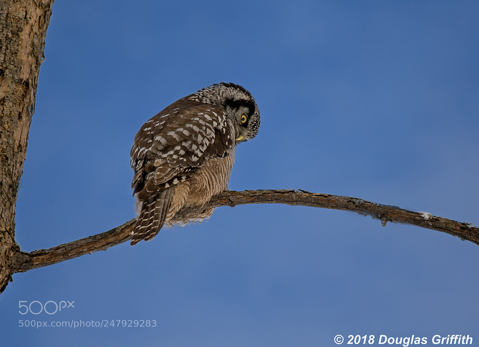 Nikon D500 sample photo. Curious stare northerrn hawk photography