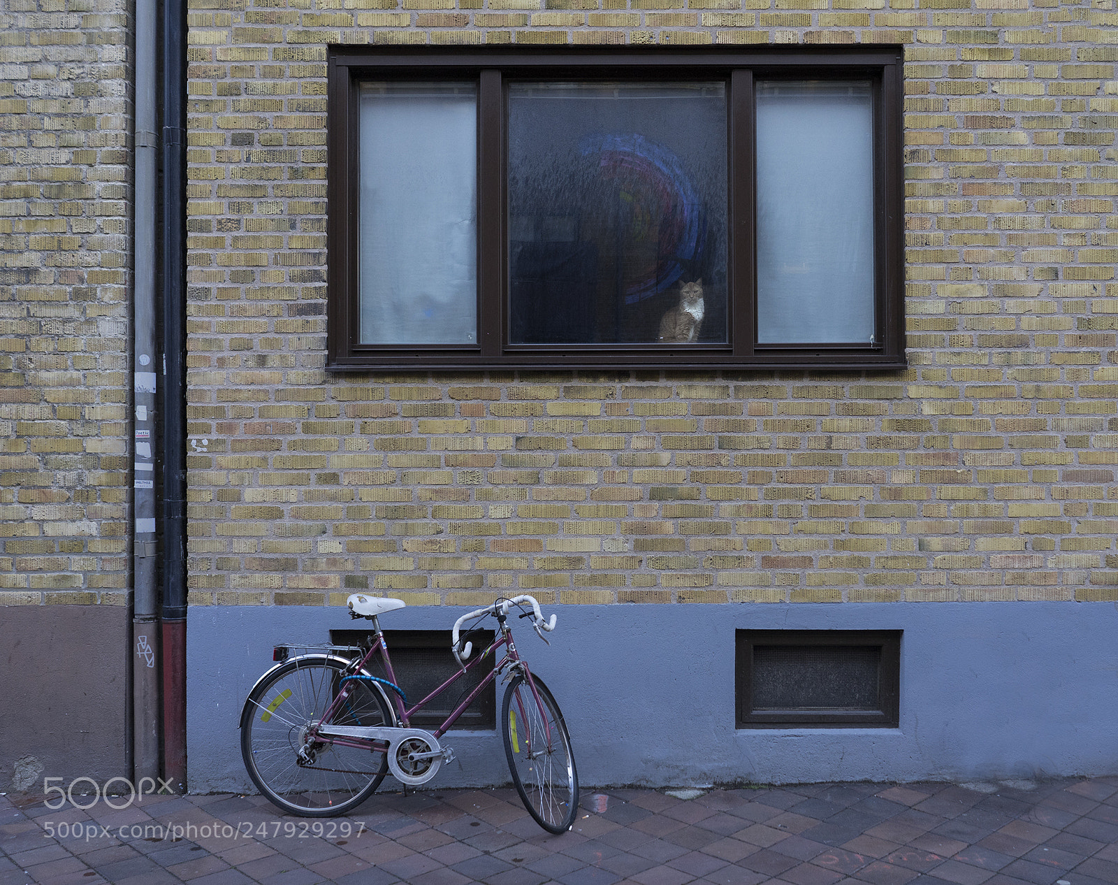 Sony a7 sample photo. Mr cool cat photography