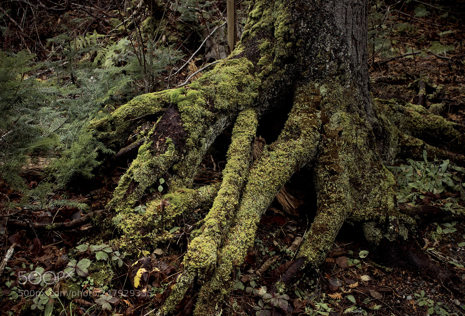 Canon EOS 600D (Rebel EOS T3i / EOS Kiss X5) sample photo. Roots photography