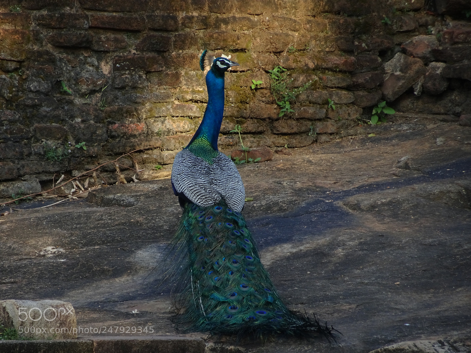 Sony DSC-HX90 sample photo. His majesty, the peacock photography