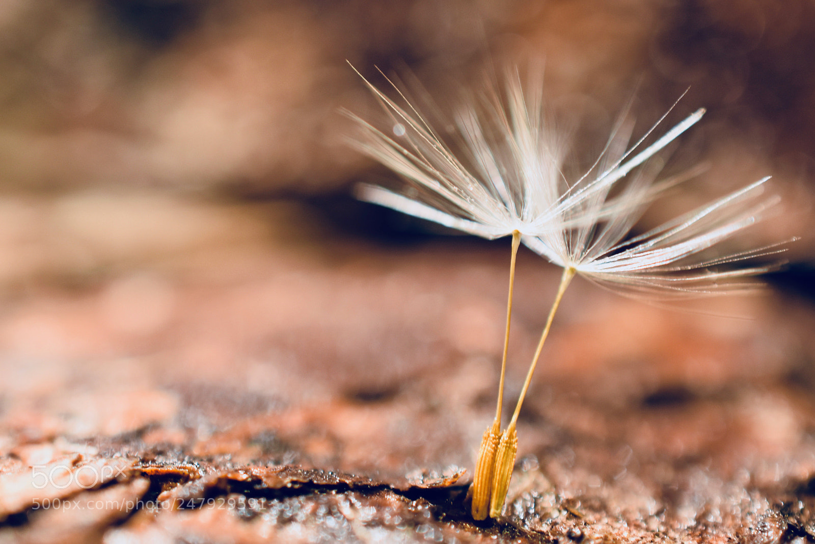 Nikon D5600 sample photo. Ballerina photography