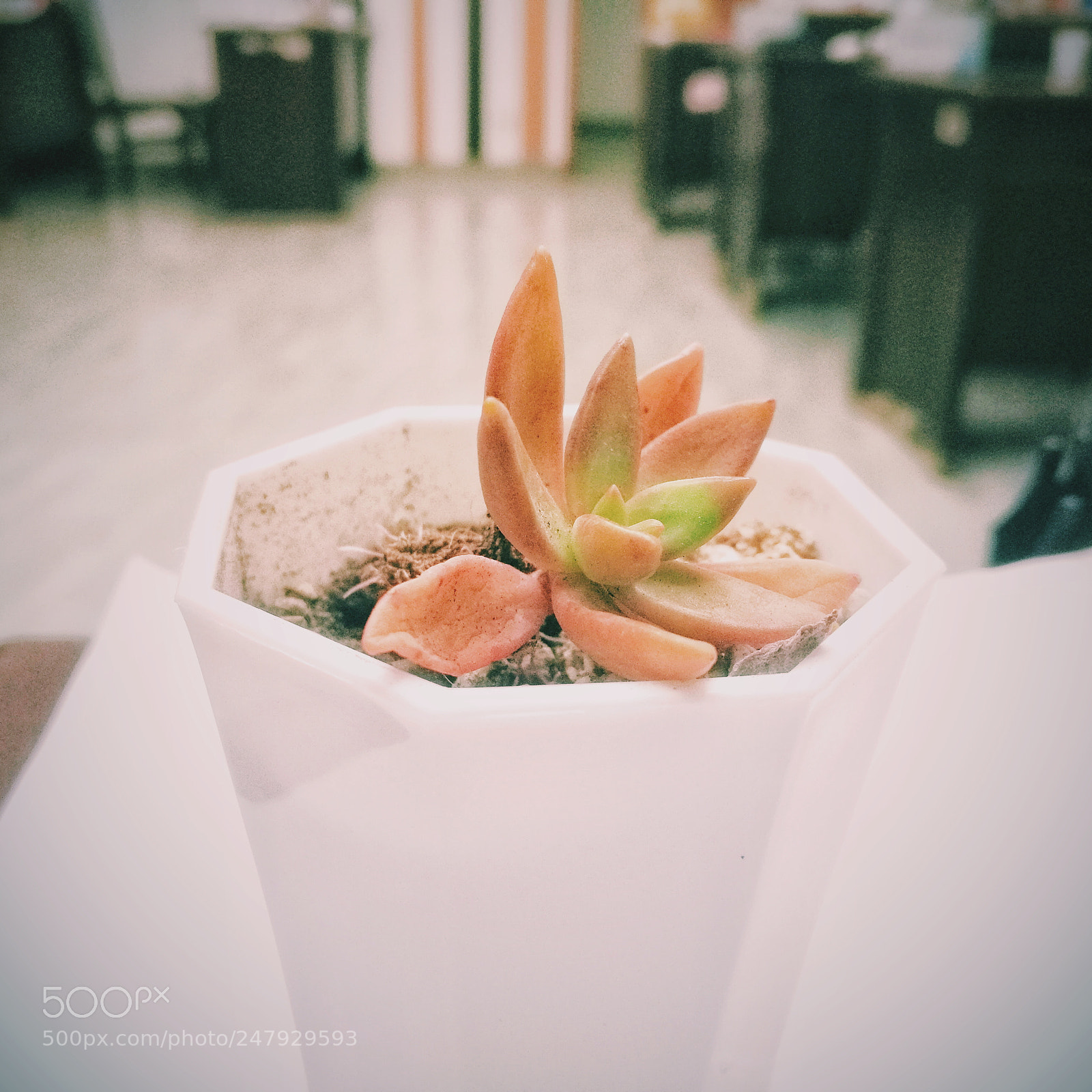 HUAWEI Mate 8 sample photo. 植物 photography