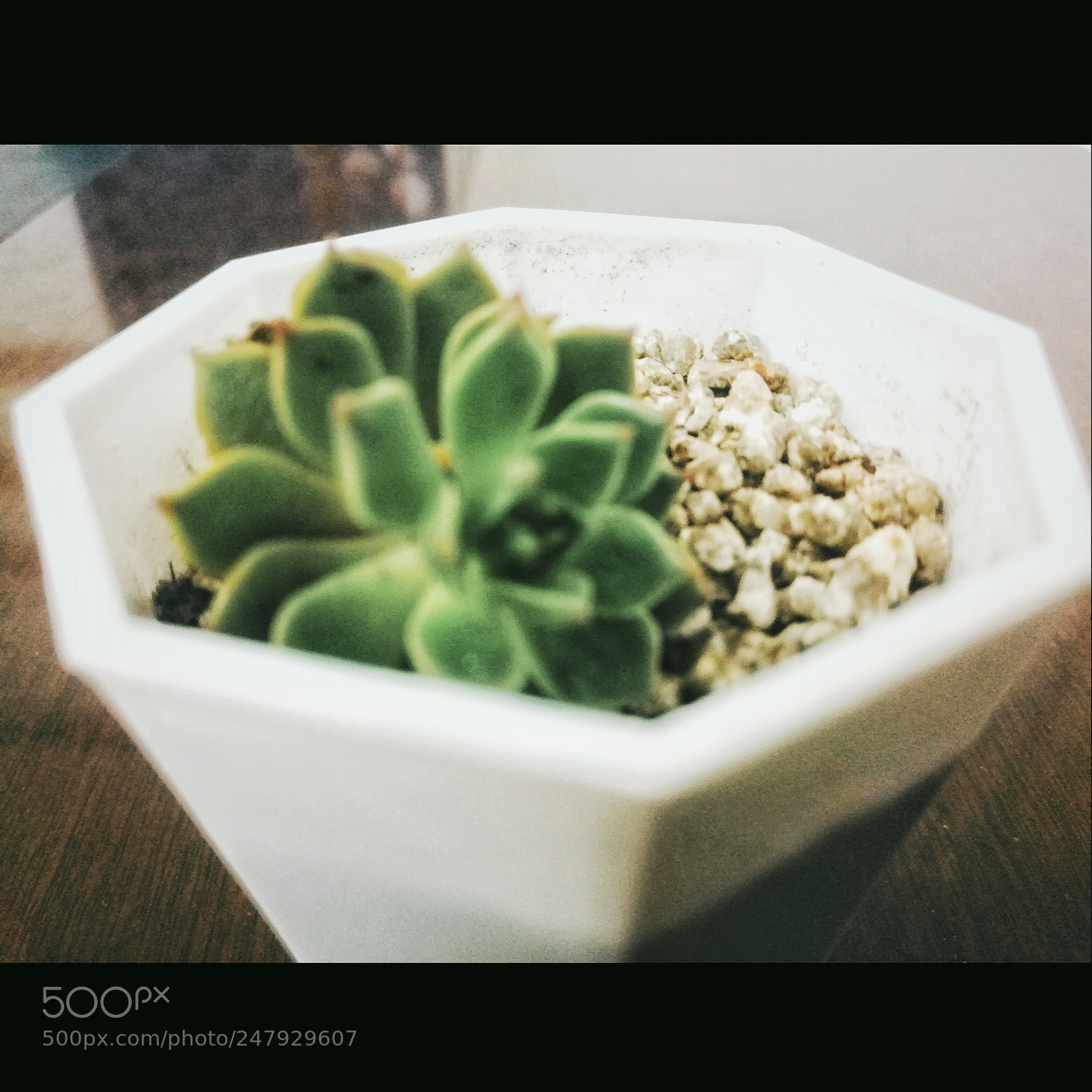 HUAWEI Mate 8 sample photo. 植物 photography
