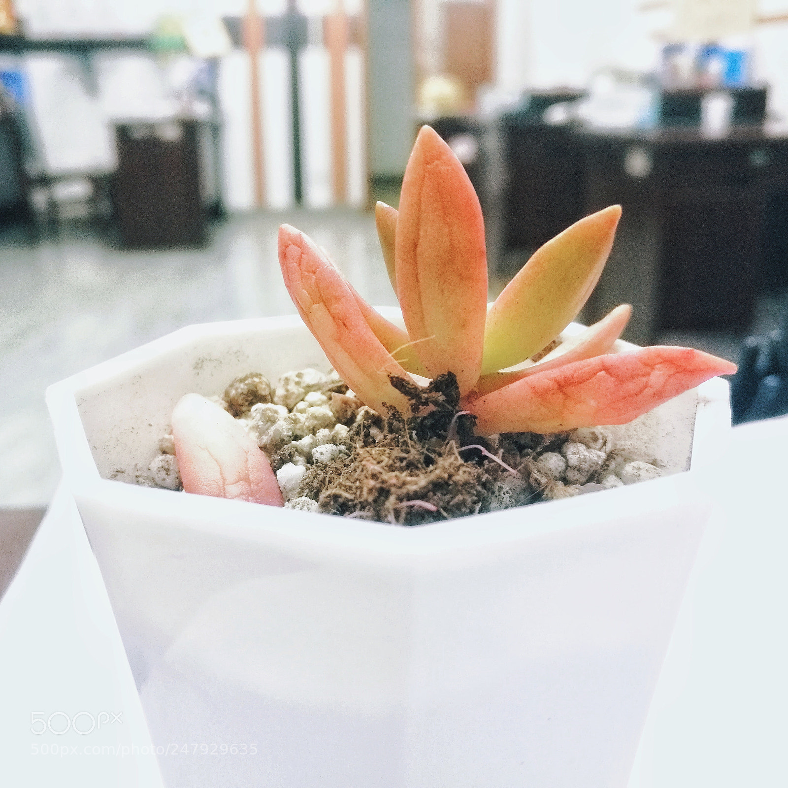 HUAWEI Mate 8 sample photo. 植物 photography