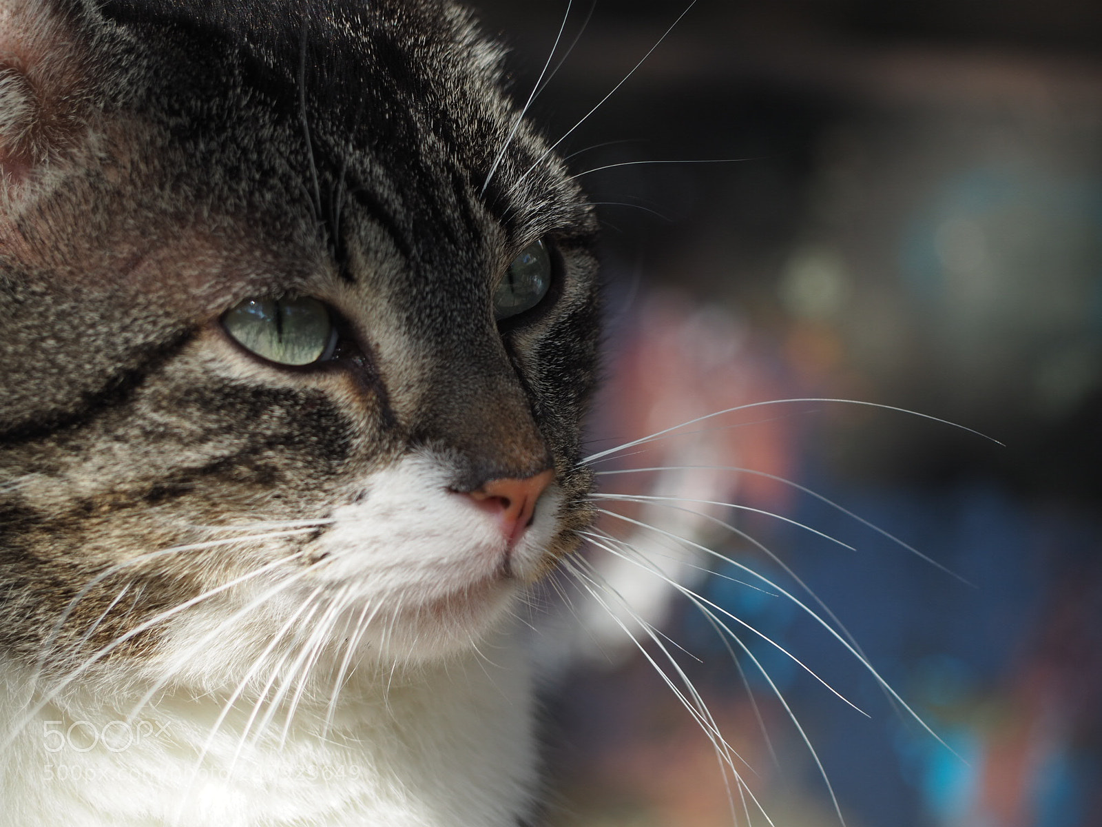 Olympus OM-D E-M5 II sample photo. Untitled photography