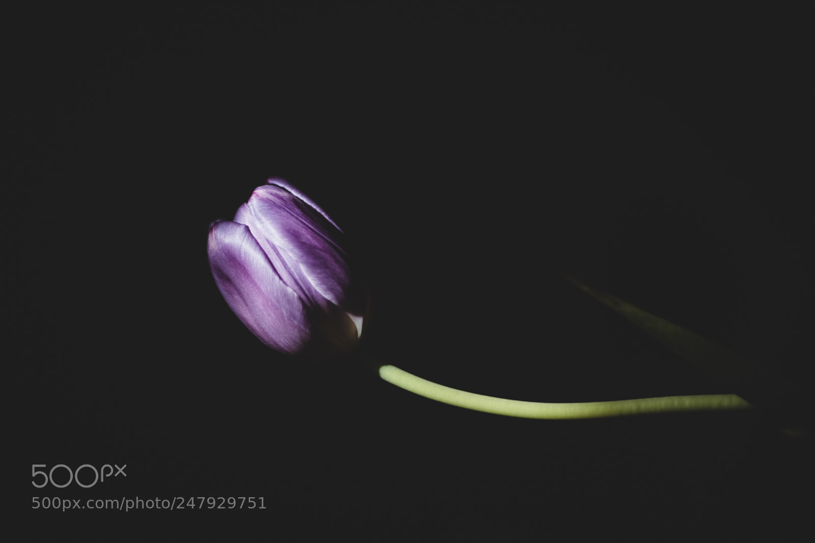 Fujifilm X-T10 sample photo. A tulip photography