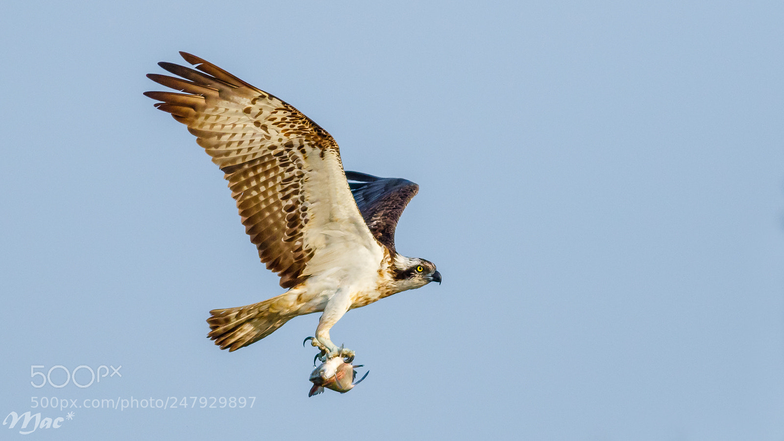 Canon EOS 7D Mark II sample photo. Osprey-visarend photography