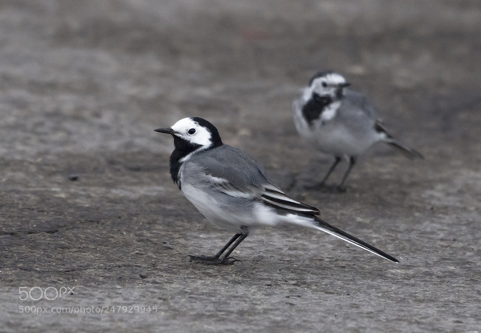 Nikon D5 sample photo. White wagtail. photography