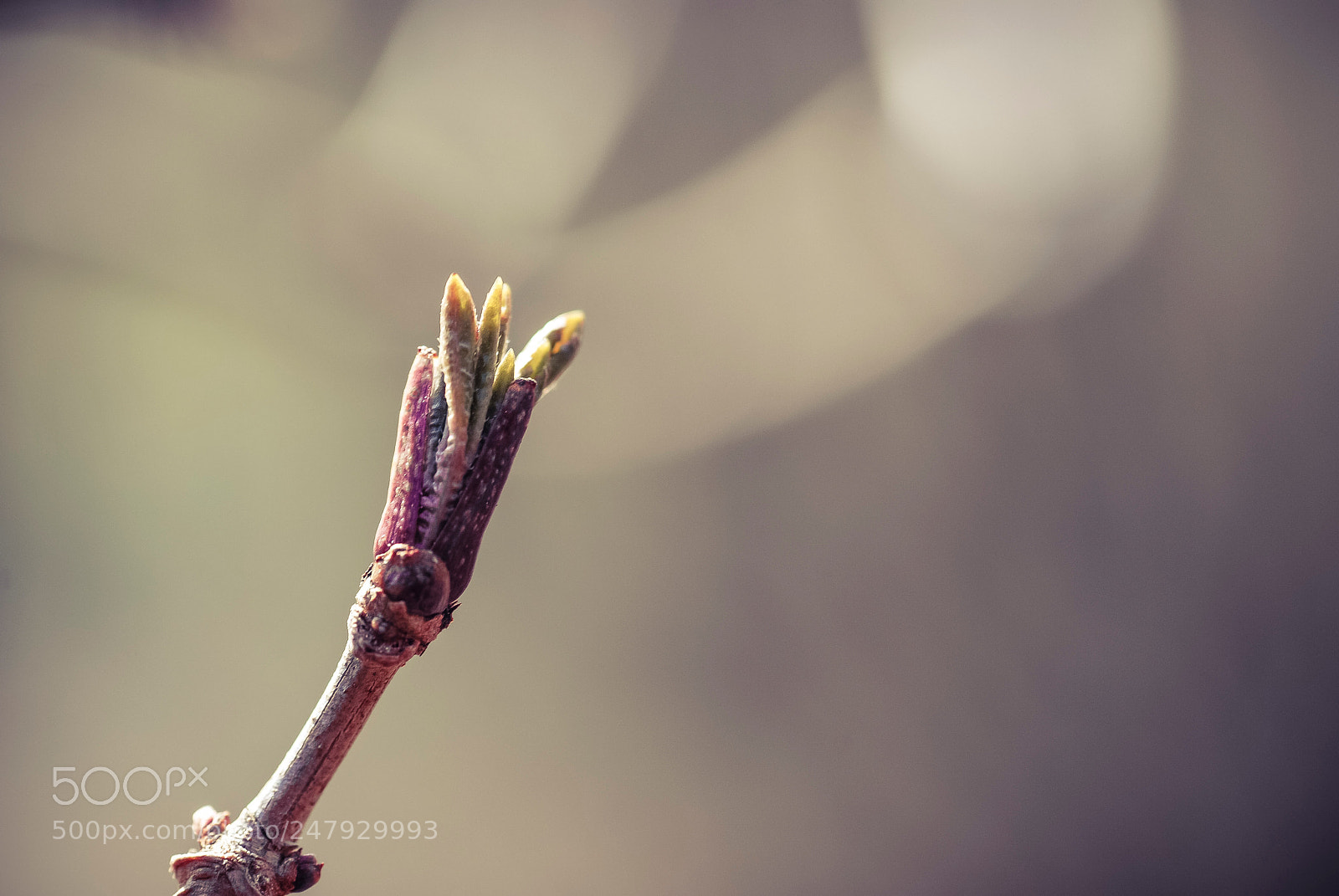 Nikon D80 sample photo. Little new leaves 2 photography