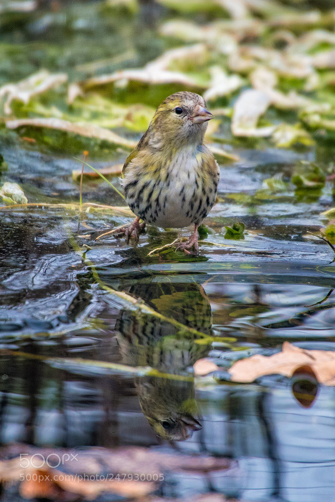 Nikon D500 sample photo. Eurasian siskin drinking. photography