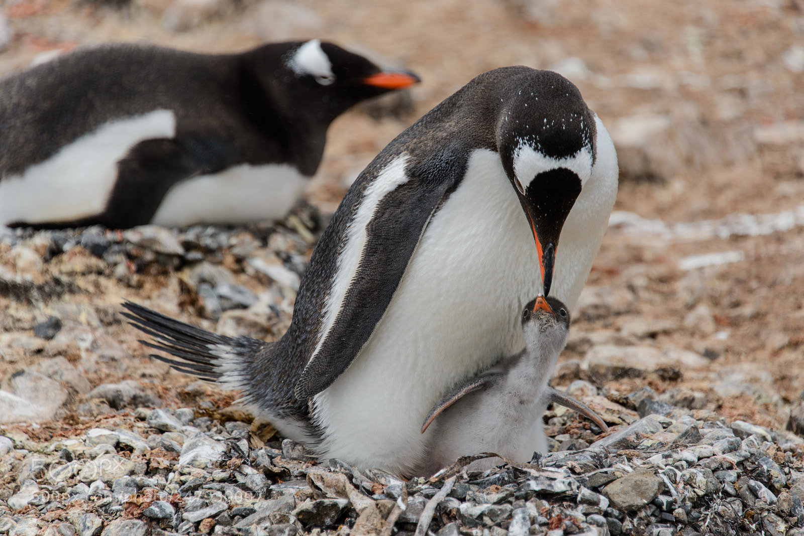 Nikon D610 sample photo. Gentoo penguin with chick photography