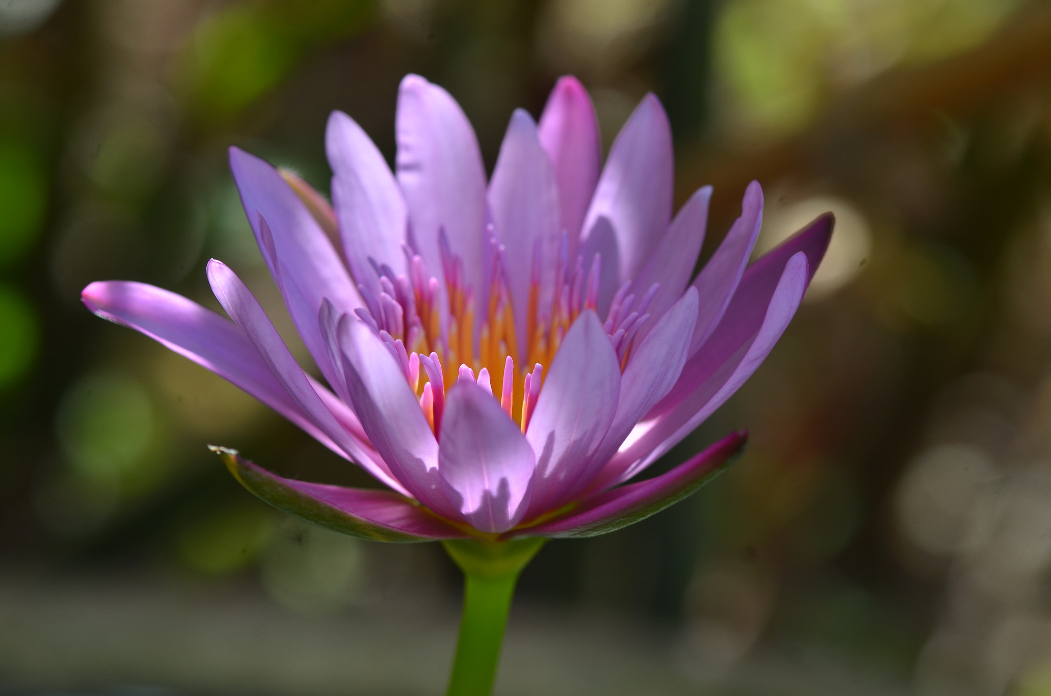 Nikon D7000 + Nikon AF-S Micro-Nikkor 105mm F2.8G IF-ED VR sample photo. My waterlily photography