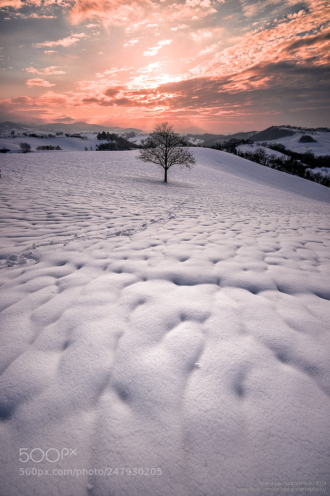 Sony a7 II sample photo. The lonely tree photography