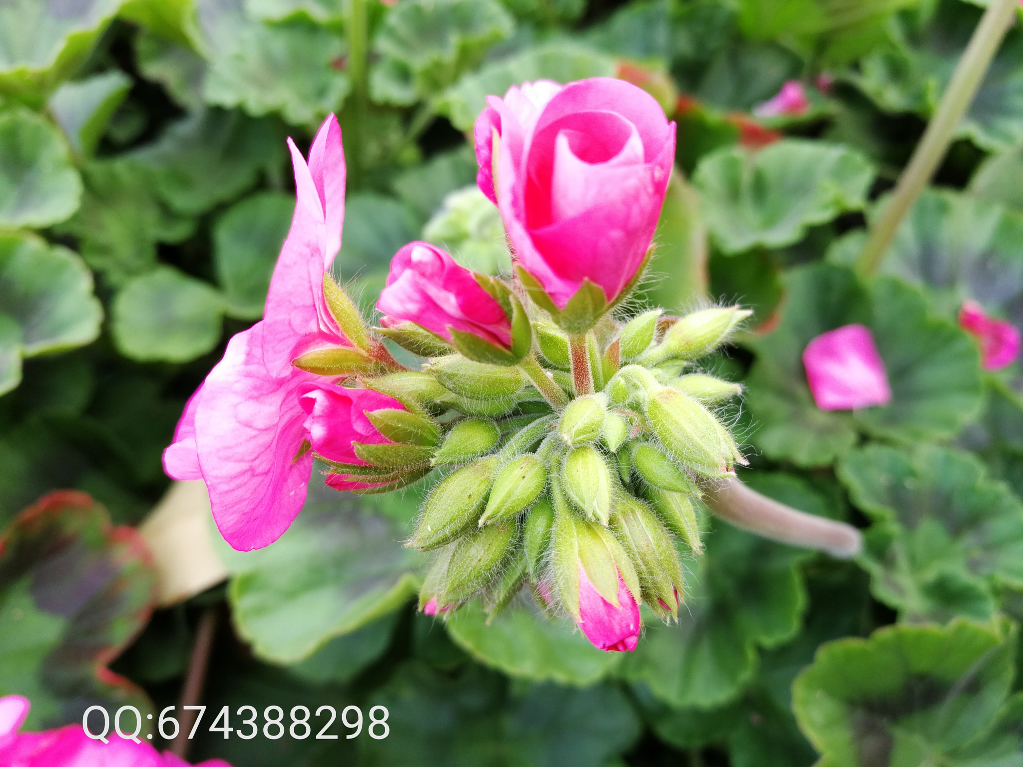 HUAWEI Honor V9 sample photo