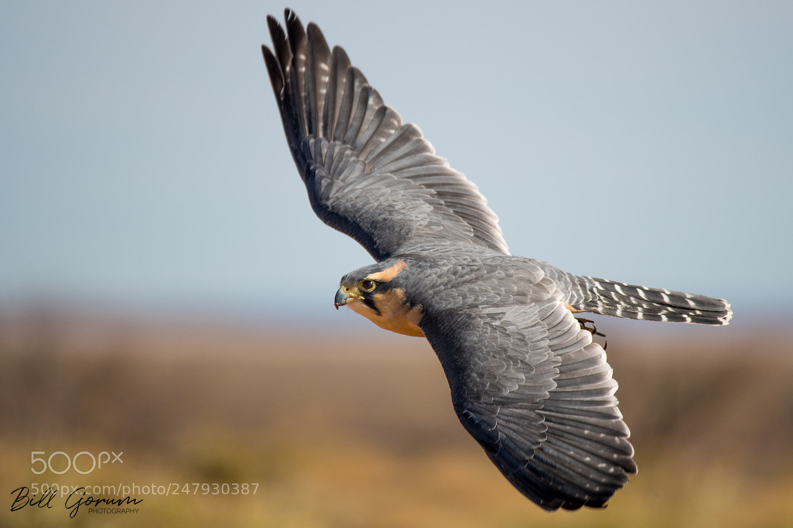 Nikon D500 sample photo. Aplomado falcon photography