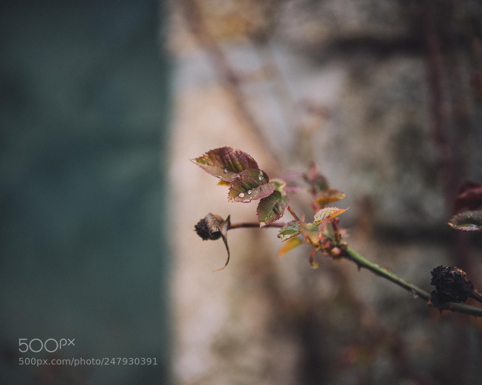 Nikon D610 sample photo. Untitled photography