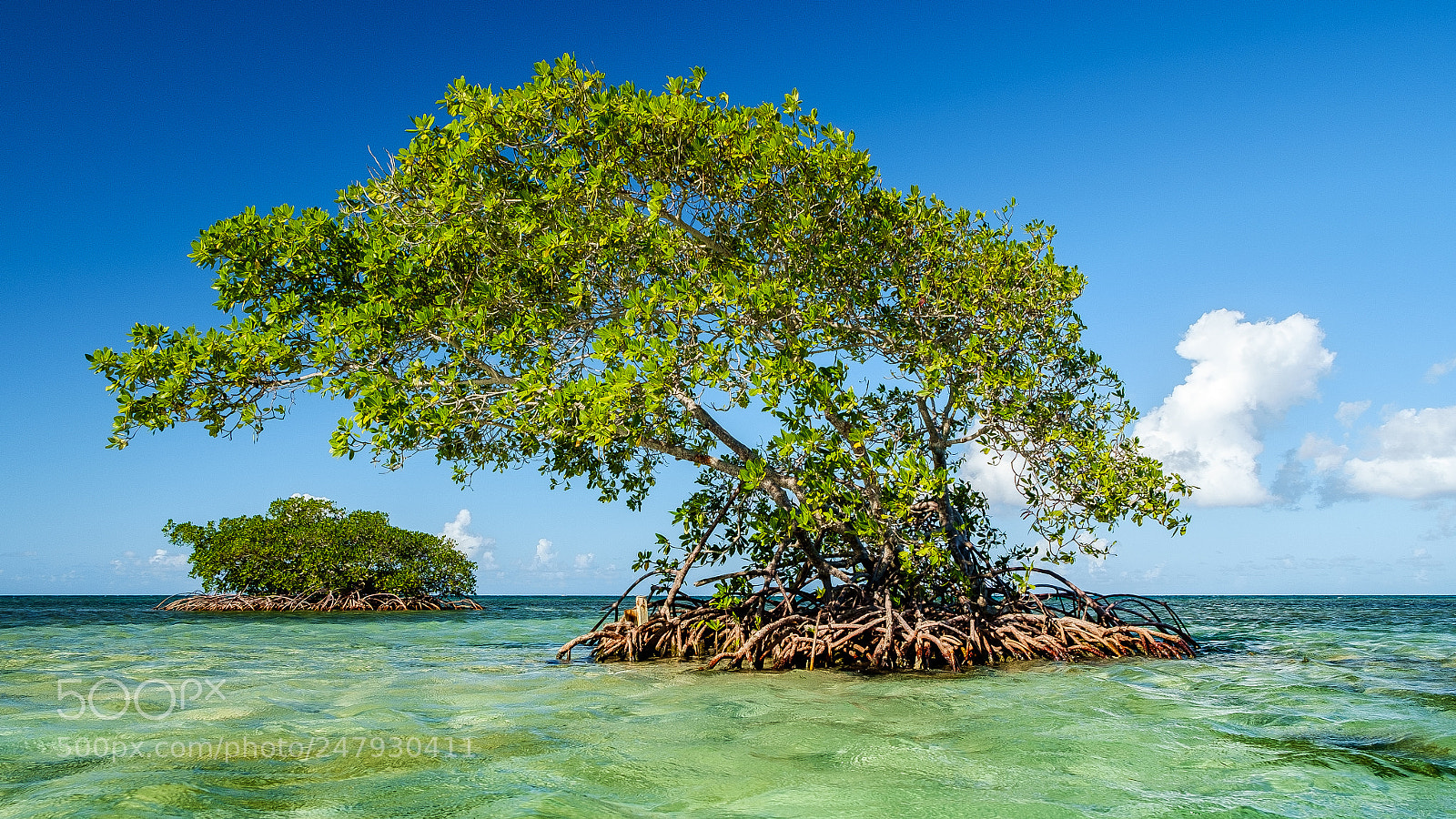 Fujifilm X-E1 sample photo. Mangrove photography