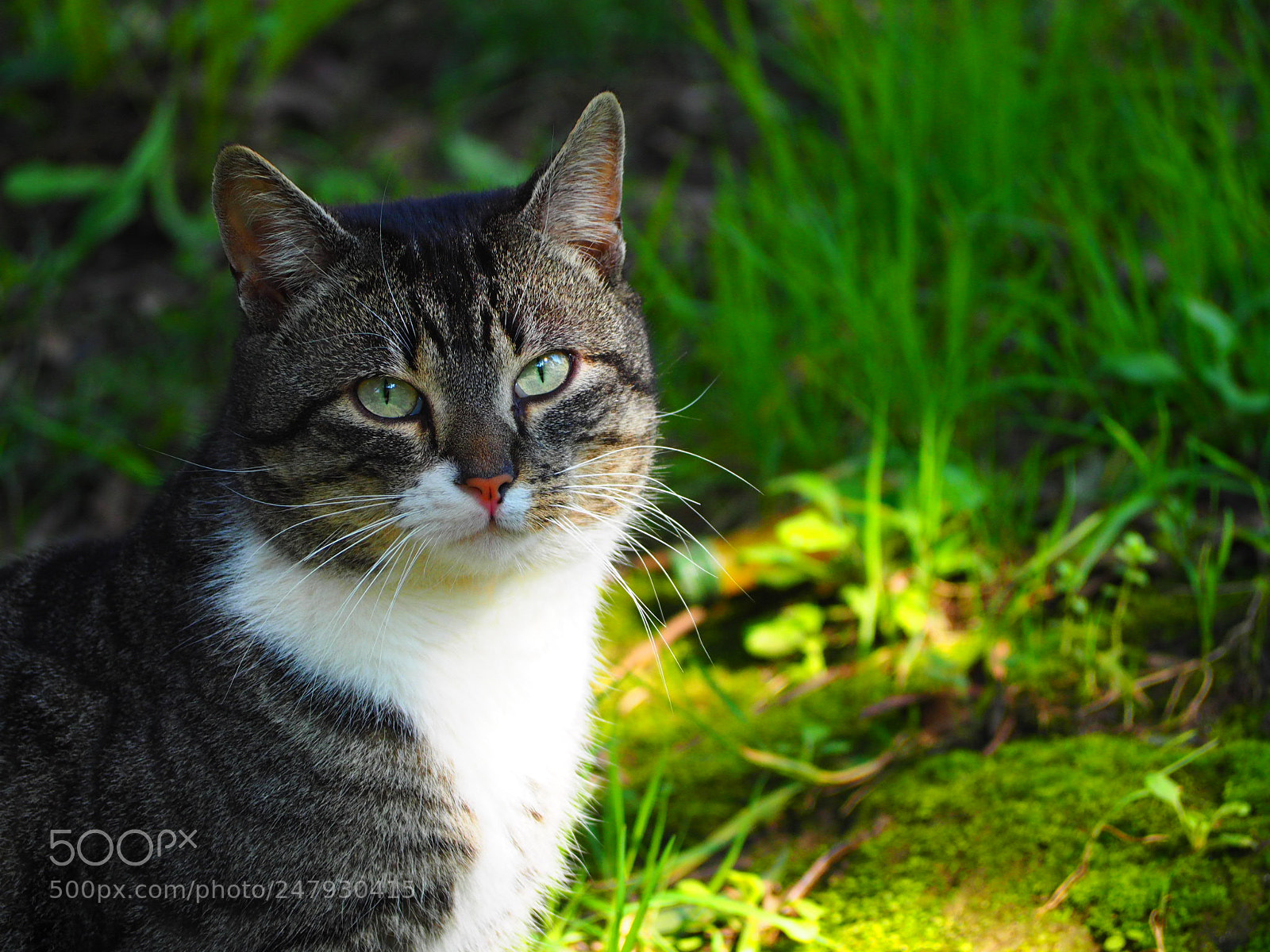 Olympus OM-D E-M5 II sample photo. Untitled photography