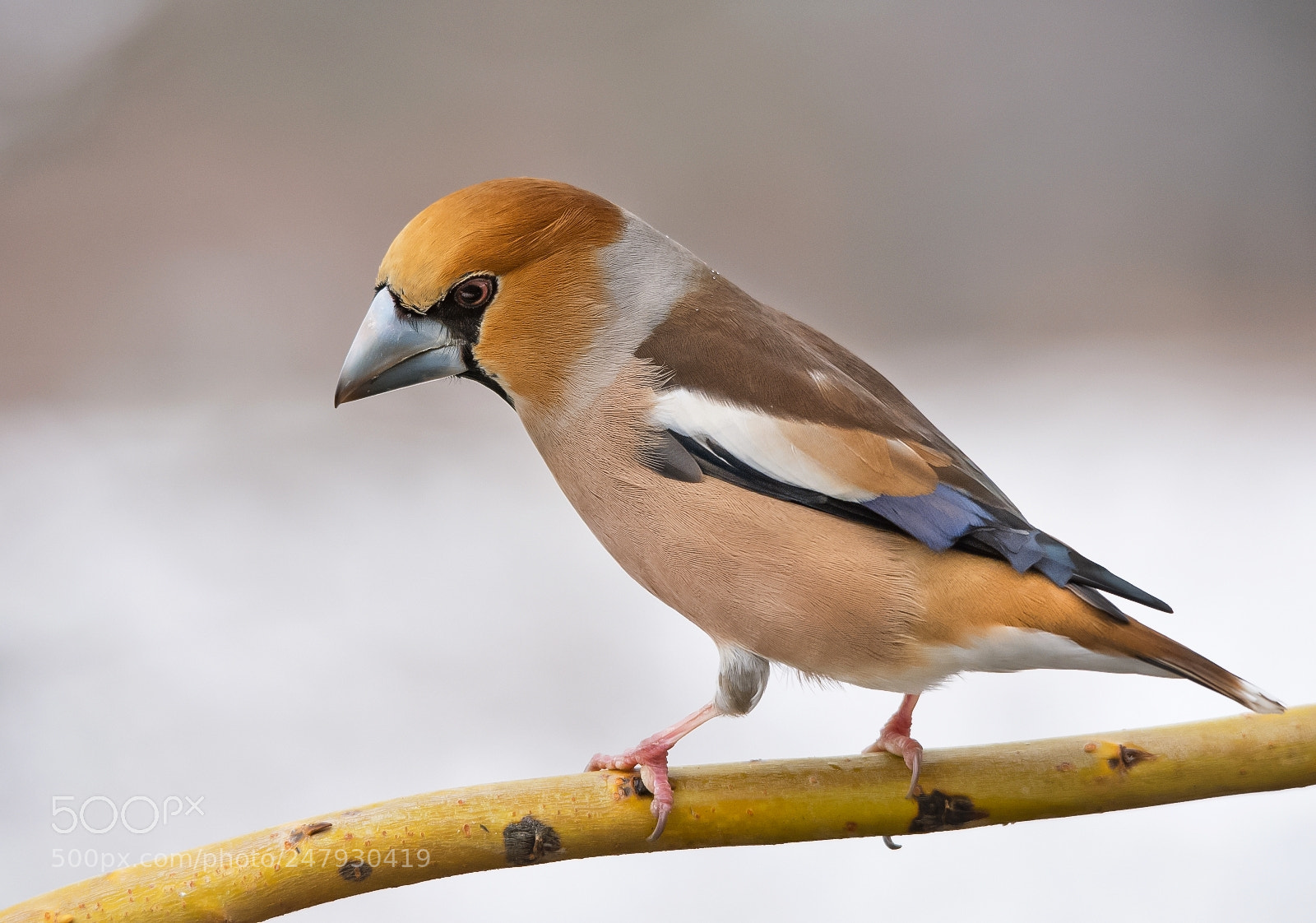 Nikon D7200 sample photo. Hawfinch photography