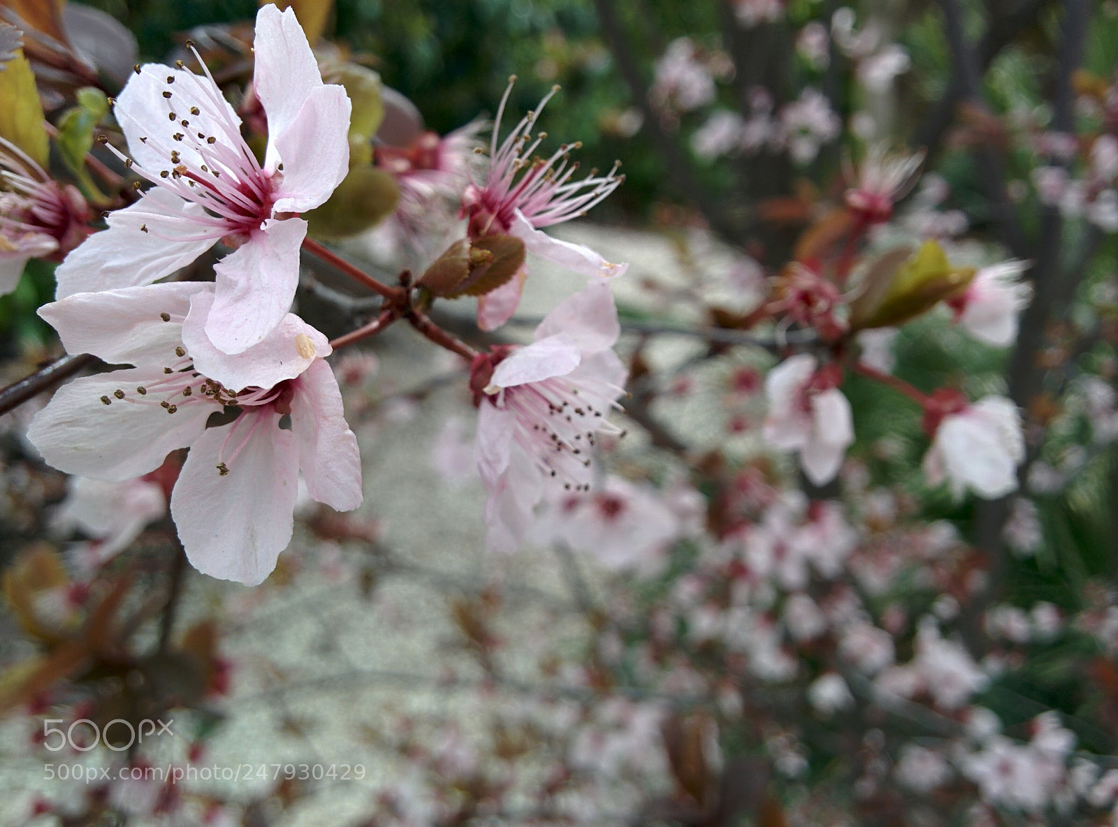 LG Nexus 5 sample photo. Flowers blooming photography