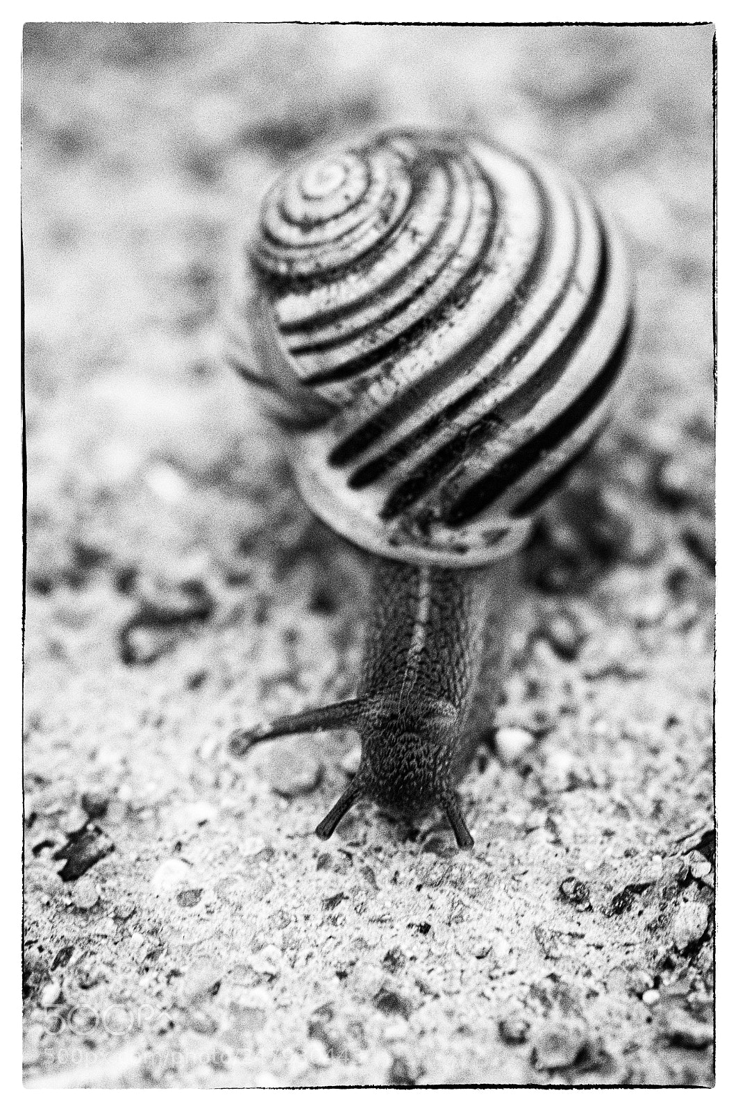 Nikon D90 sample photo. Black and white photography