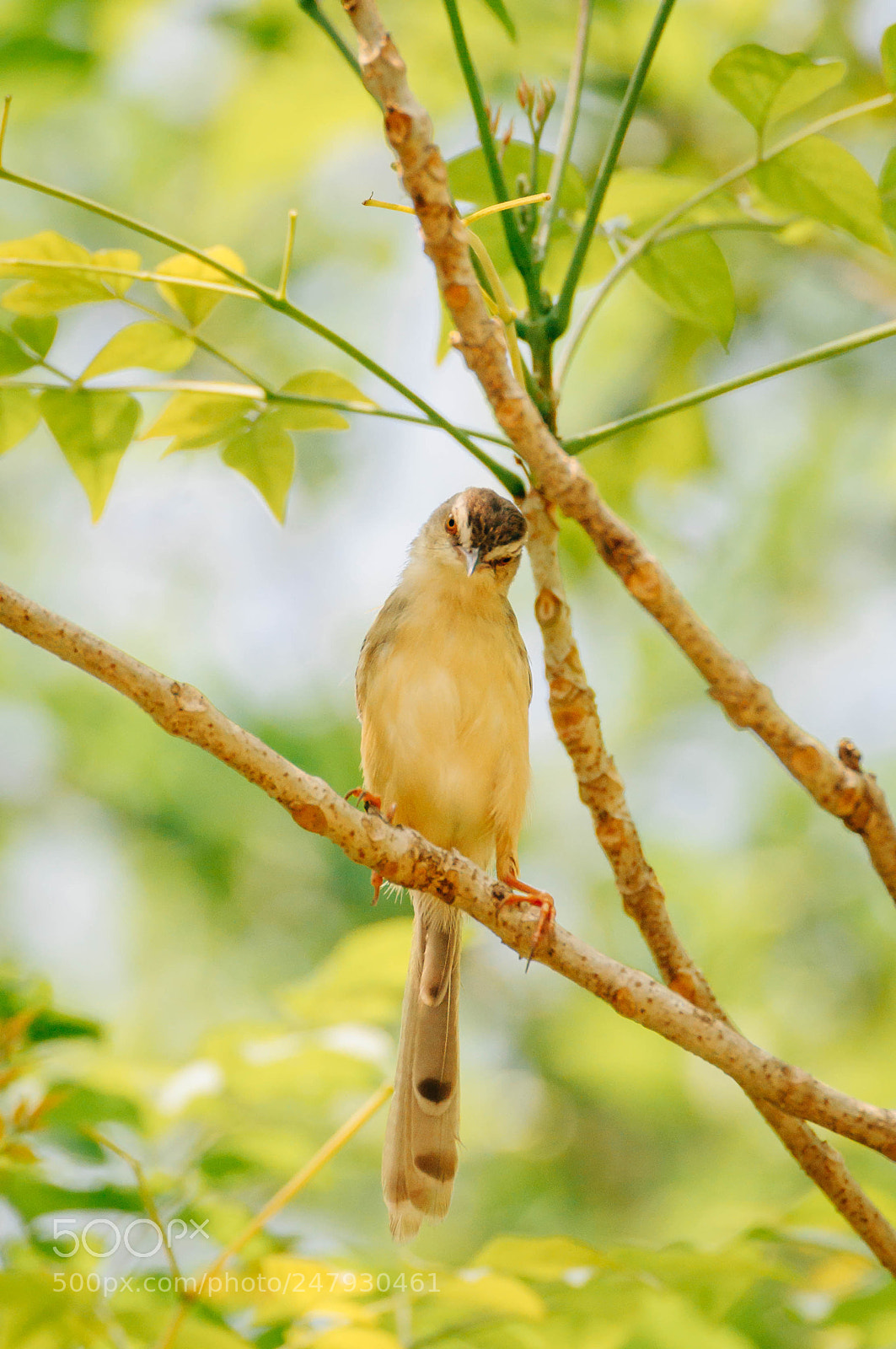 Nikon D5000 sample photo. Tailor bird on the photography