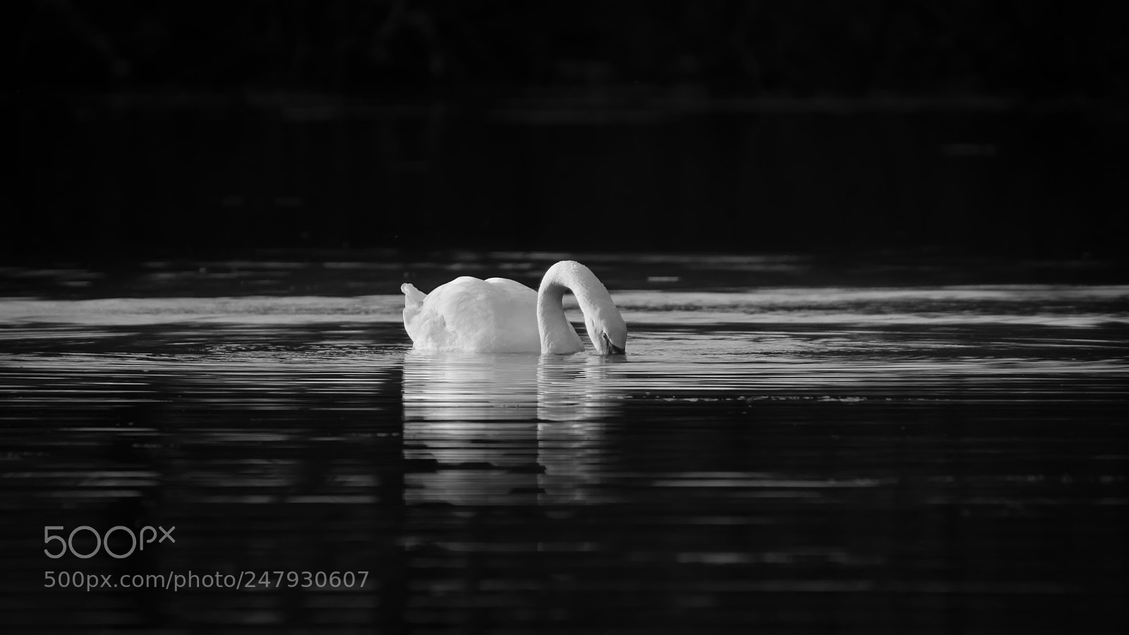 Nikon D7200 sample photo. Cygne photography