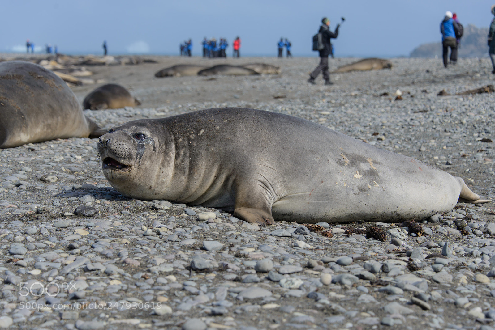 Nikon D610 sample photo. Elephant seal on beach photography