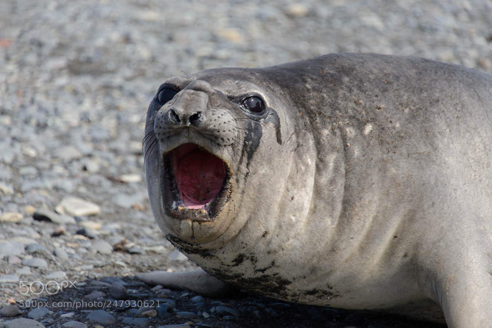 Nikon D610 sample photo. Elephant seal female close photography
