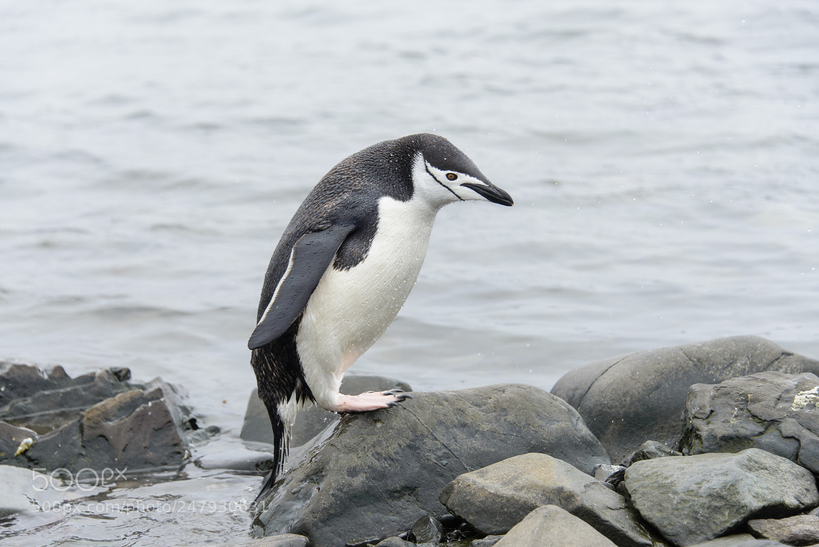 Nikon D610 sample photo. Chinstrap penguin on the photography