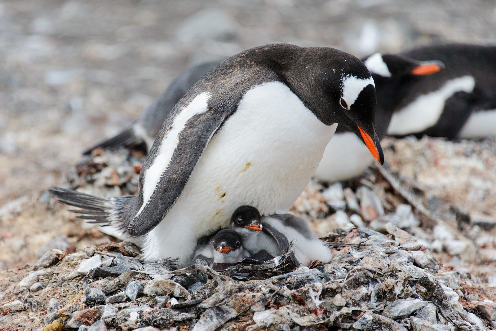 Nikon D610 sample photo. Gentoo penguin with chicks photography