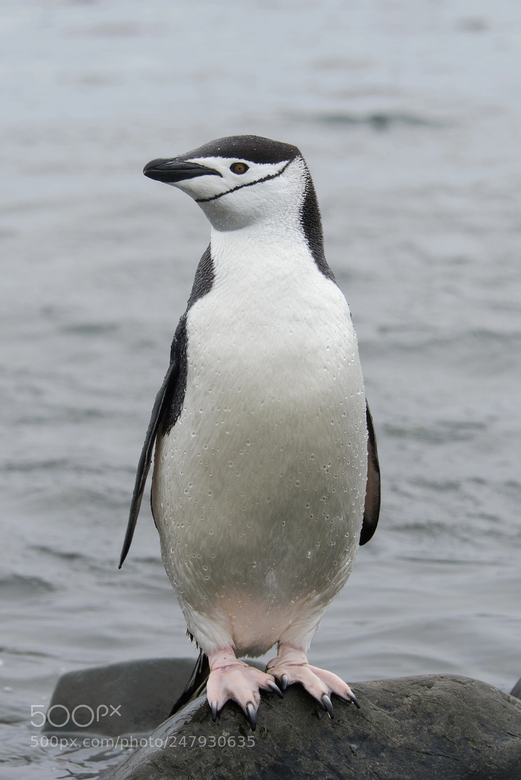 Nikon D610 sample photo. Chinstrap penguin on the photography