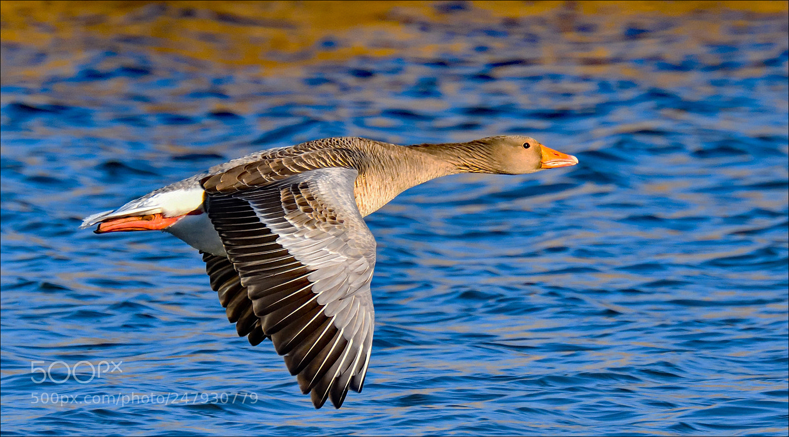 Nikon D500 sample photo. Grauwe gans photography