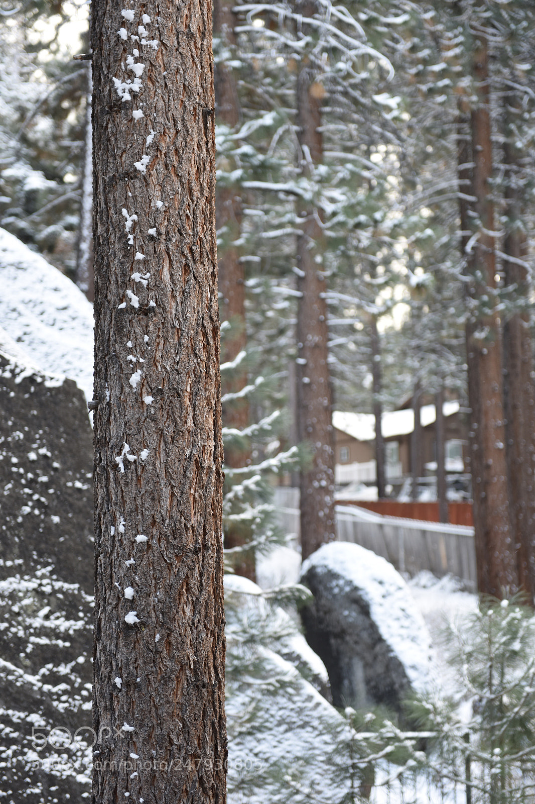 Nikon D810 sample photo. Winter in lake tahoe photography
