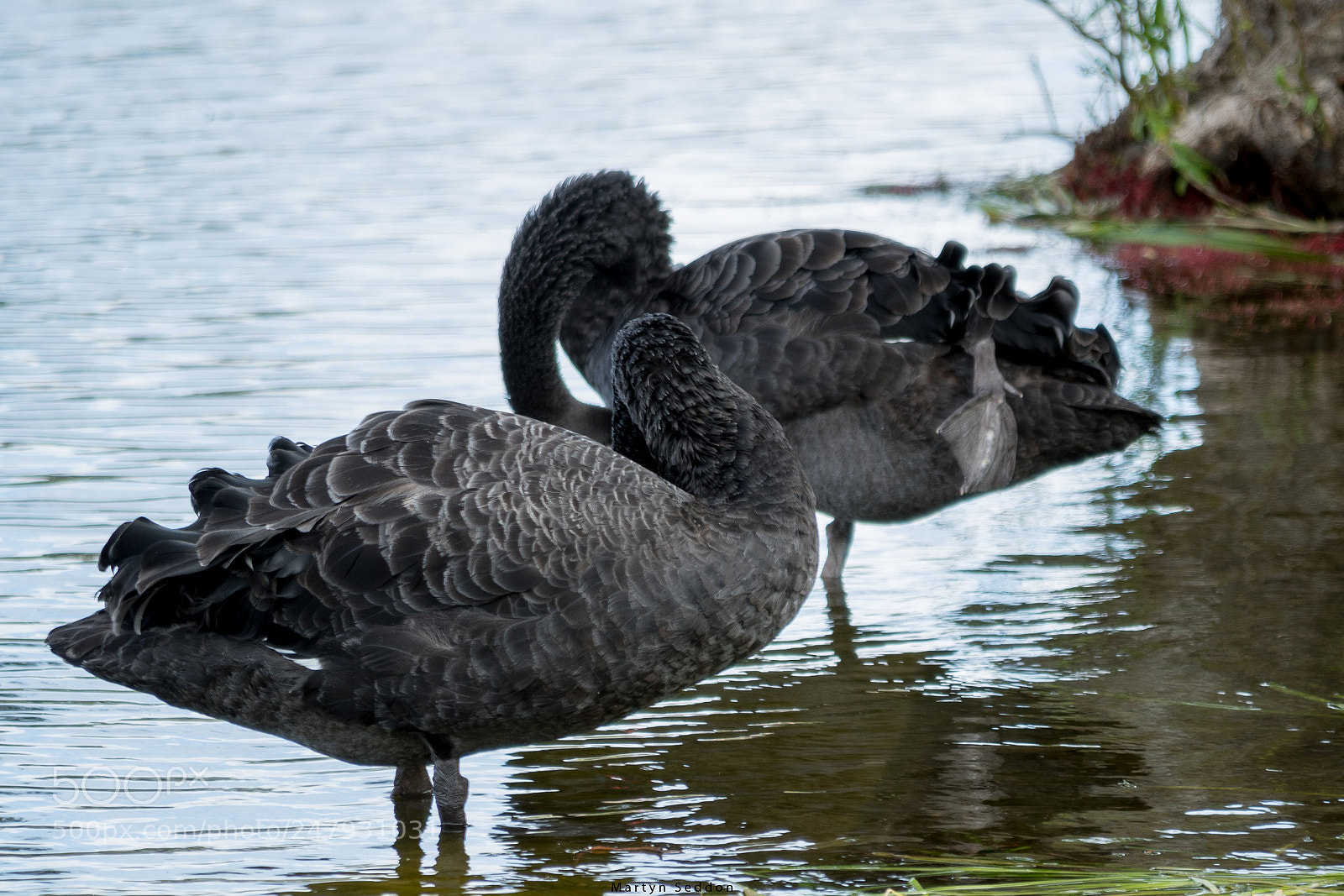 Canon EOS 7D Mark II sample photo. Shy swans photography