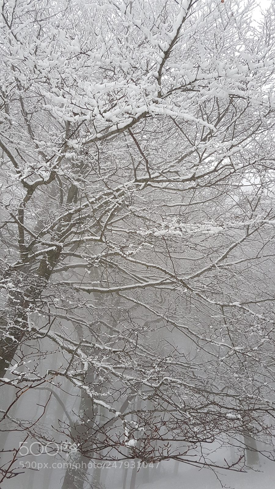 Samsung Galaxy S7 Edge sample photo. Viale innevato photography