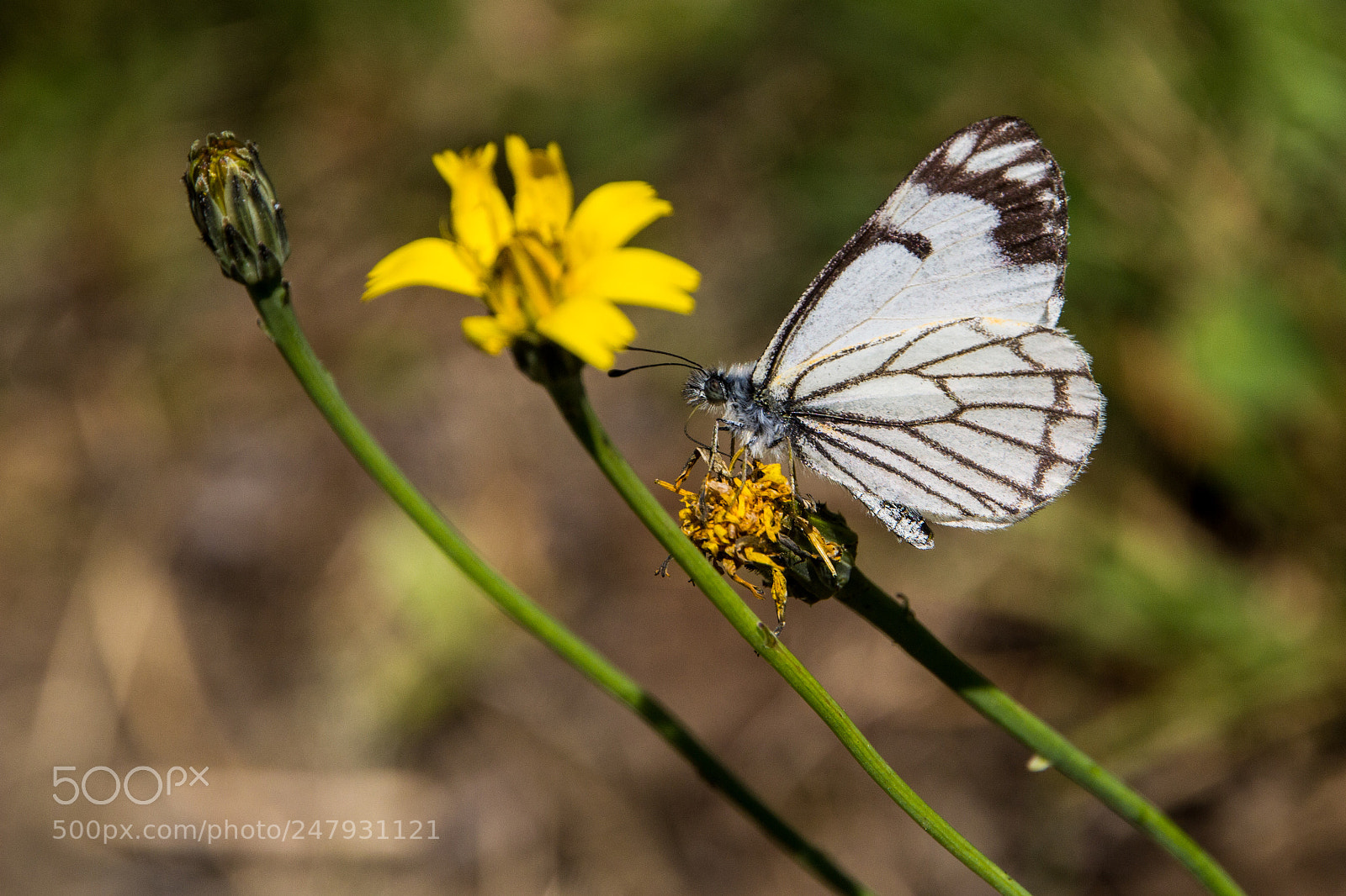 Canon EOS 60D sample photo. Pine white butterfly photography
