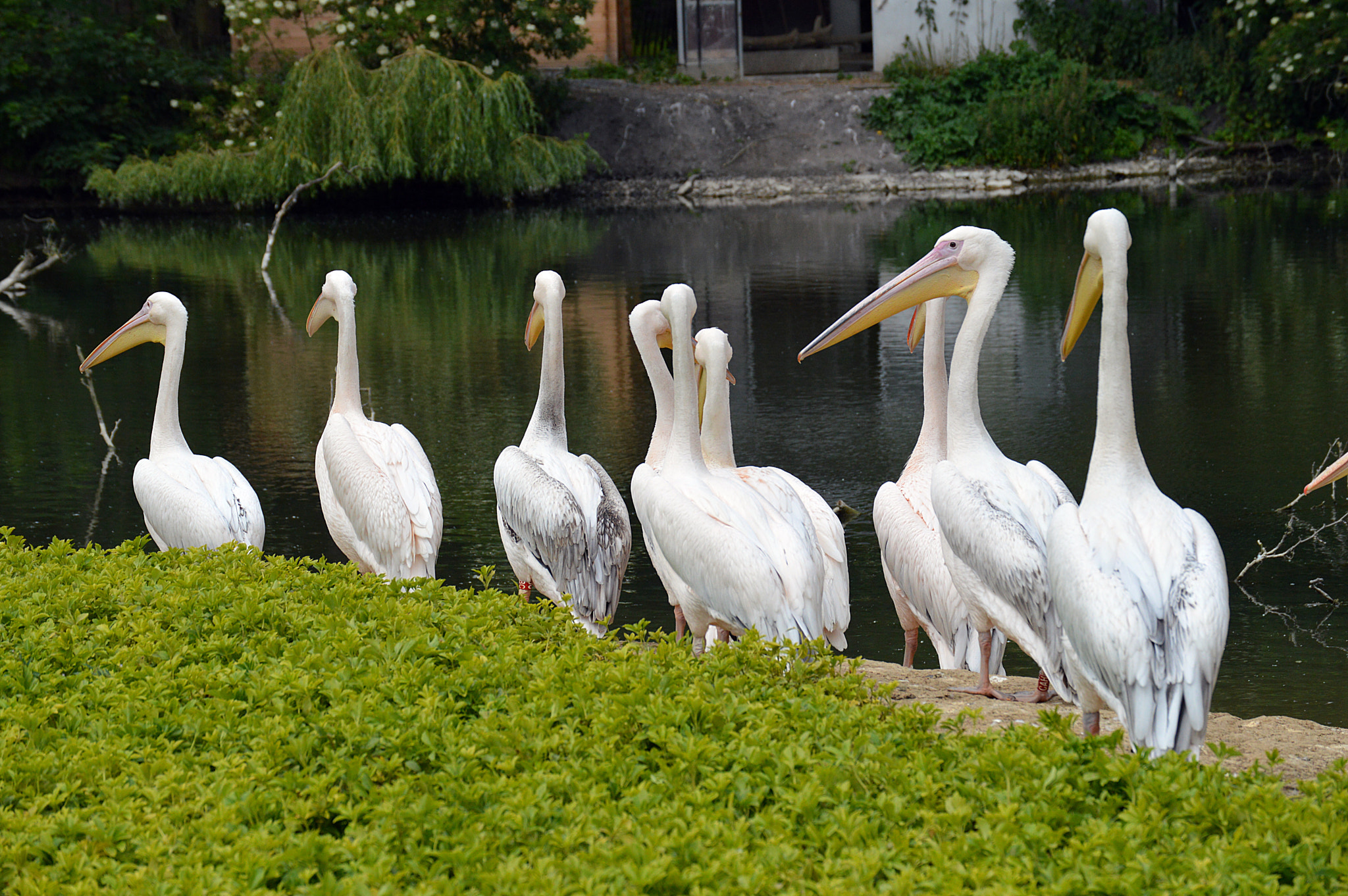 Nikon D3200 sample photo. Pelican photography