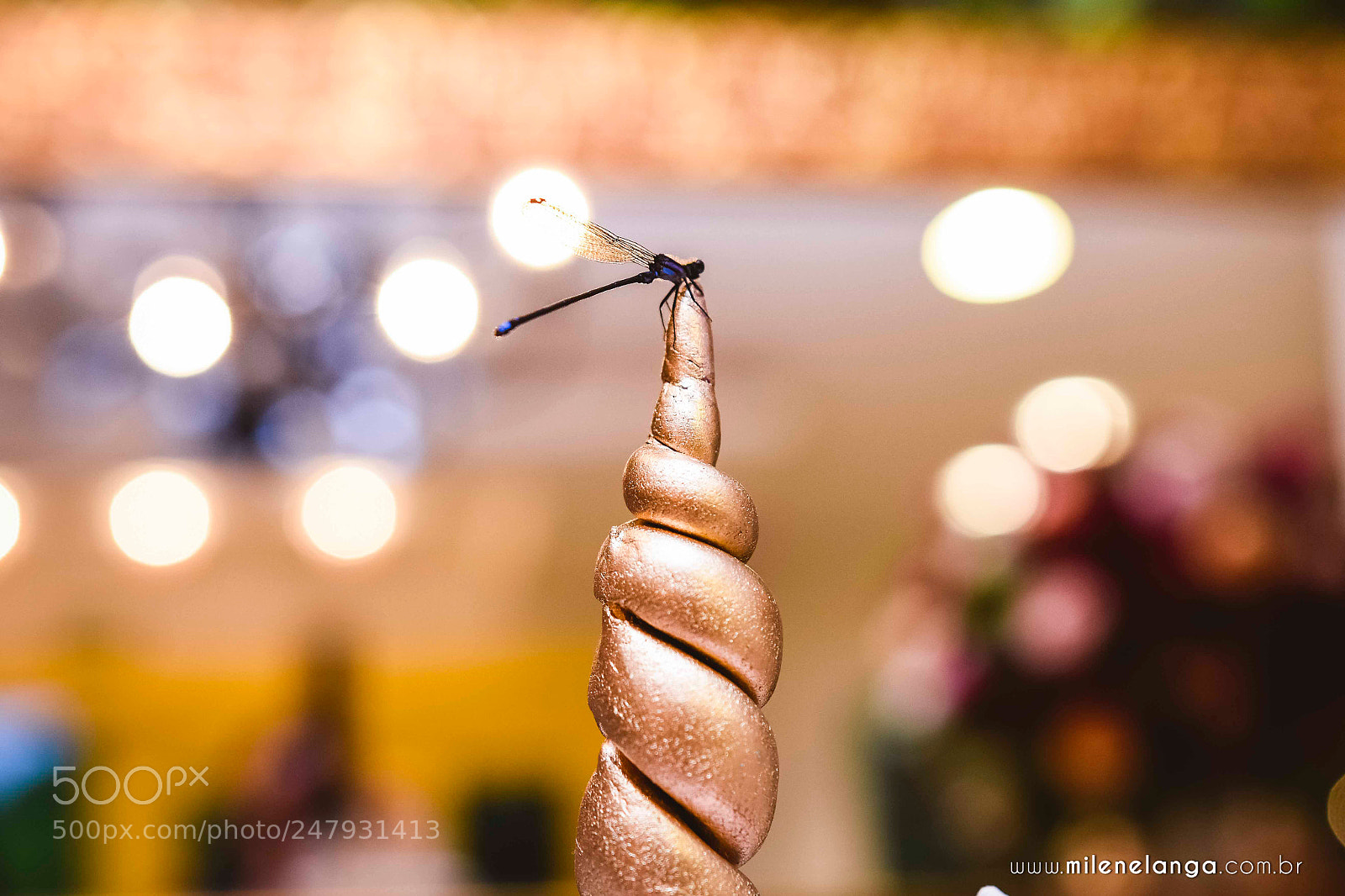 Nikon D7200 sample photo. Sorte? photography