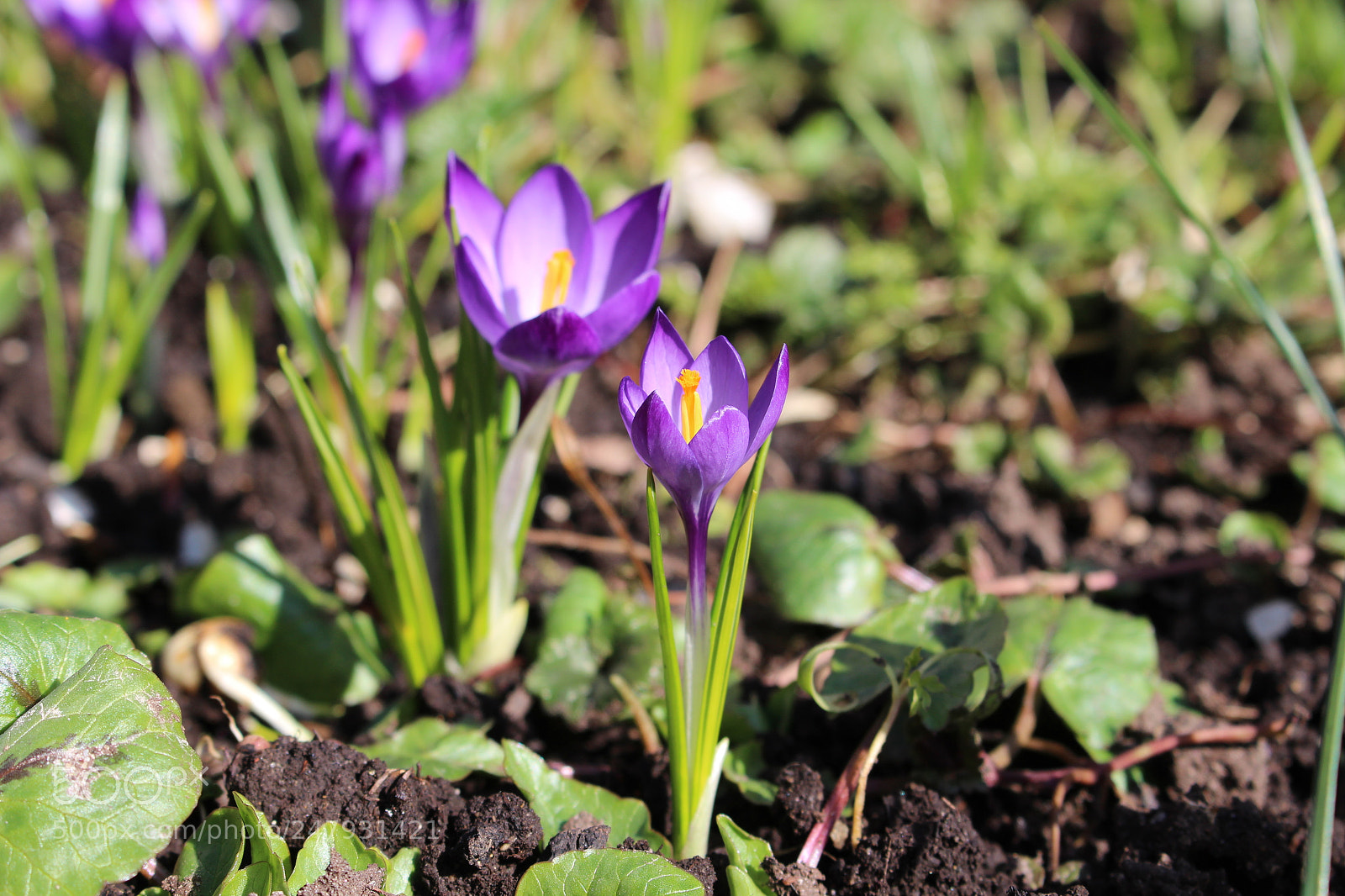 Canon EOS 700D (EOS Rebel T5i / EOS Kiss X7i) sample photo. Flowers in the spring photography