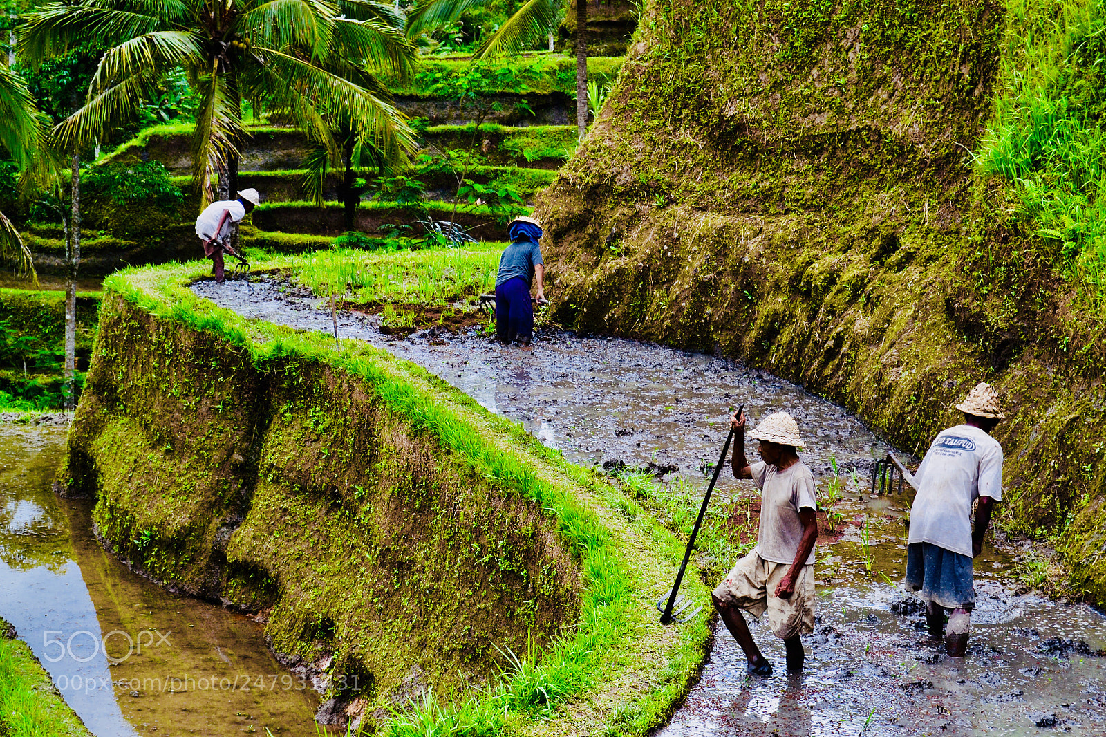 Nikon D3100 sample photo. Arrozales tegalalang photography