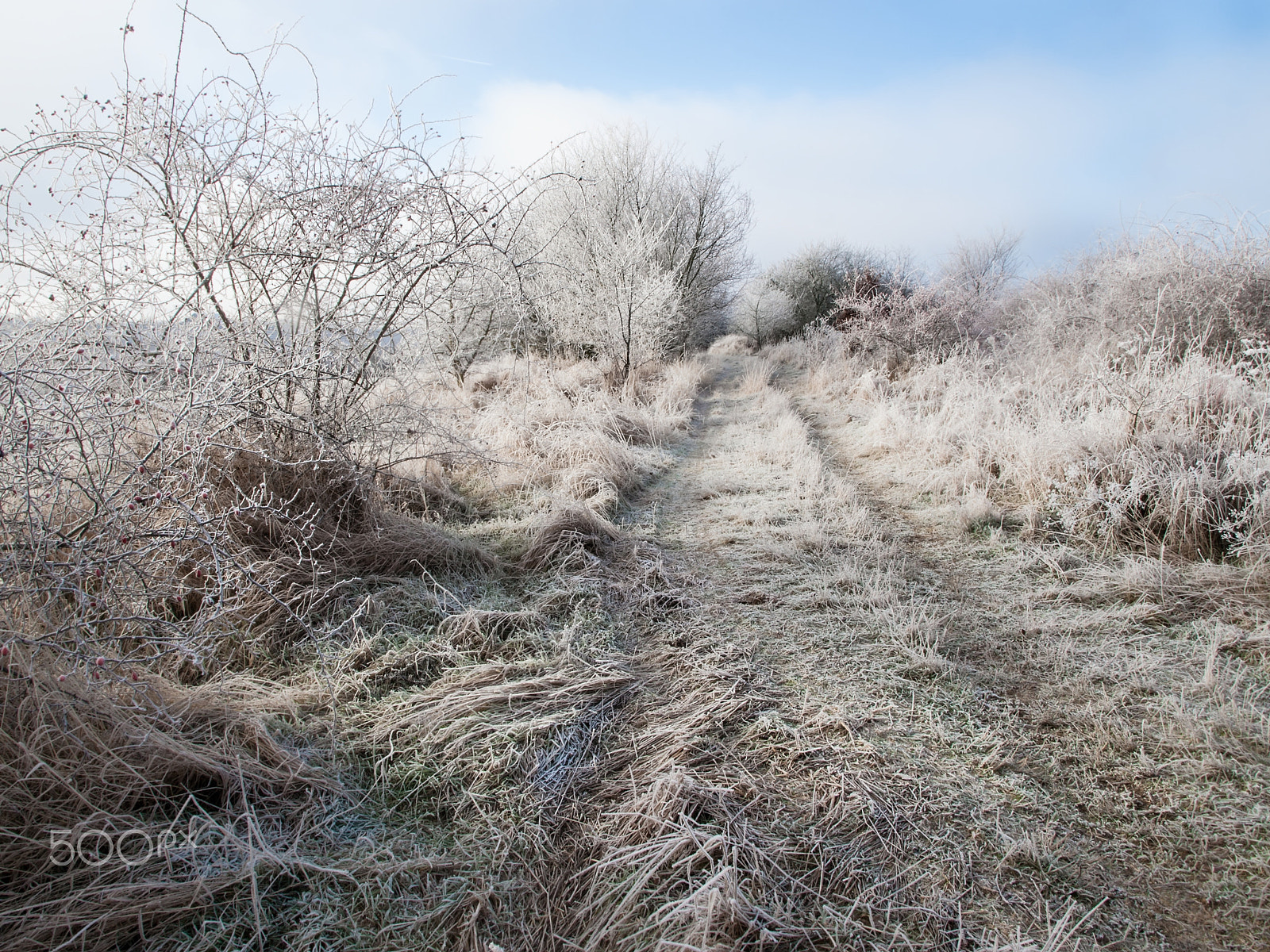 Olympus E-450 (EVOLT E-450) sample photo. Hoarfrost on winter landscape photography