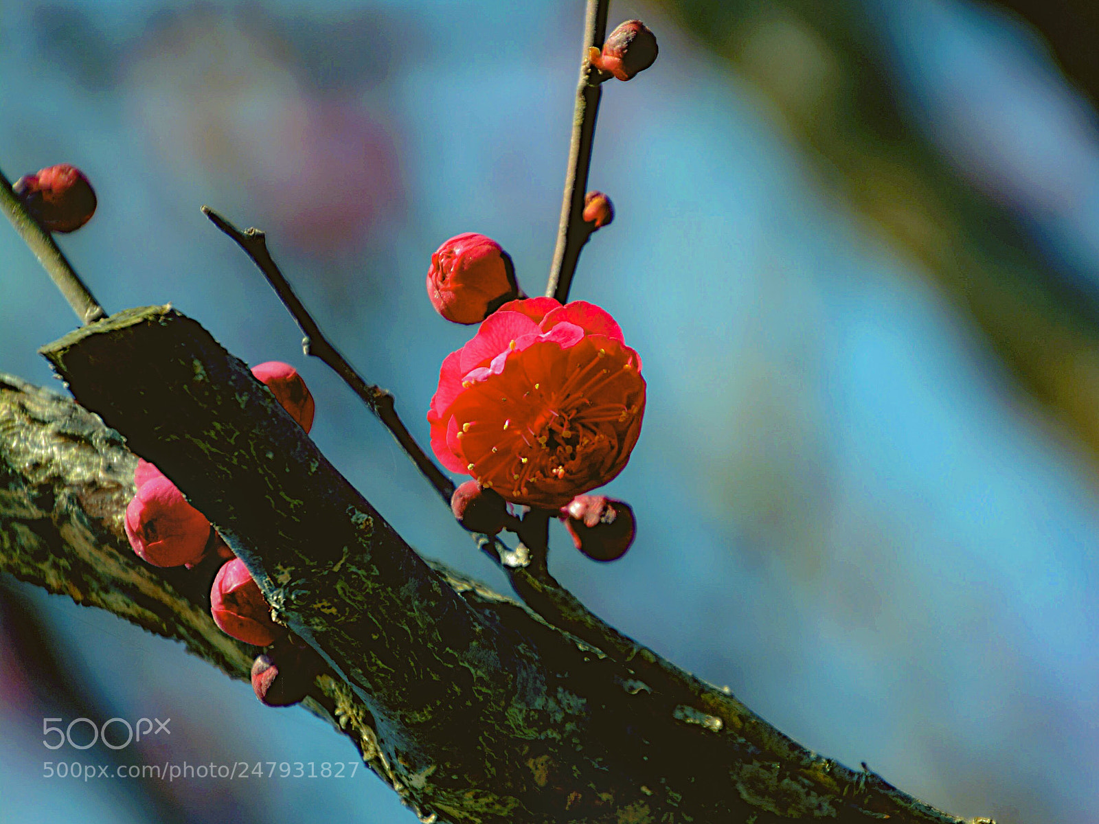 Nikon D7100 sample photo. Spring of southwestern japan photography
