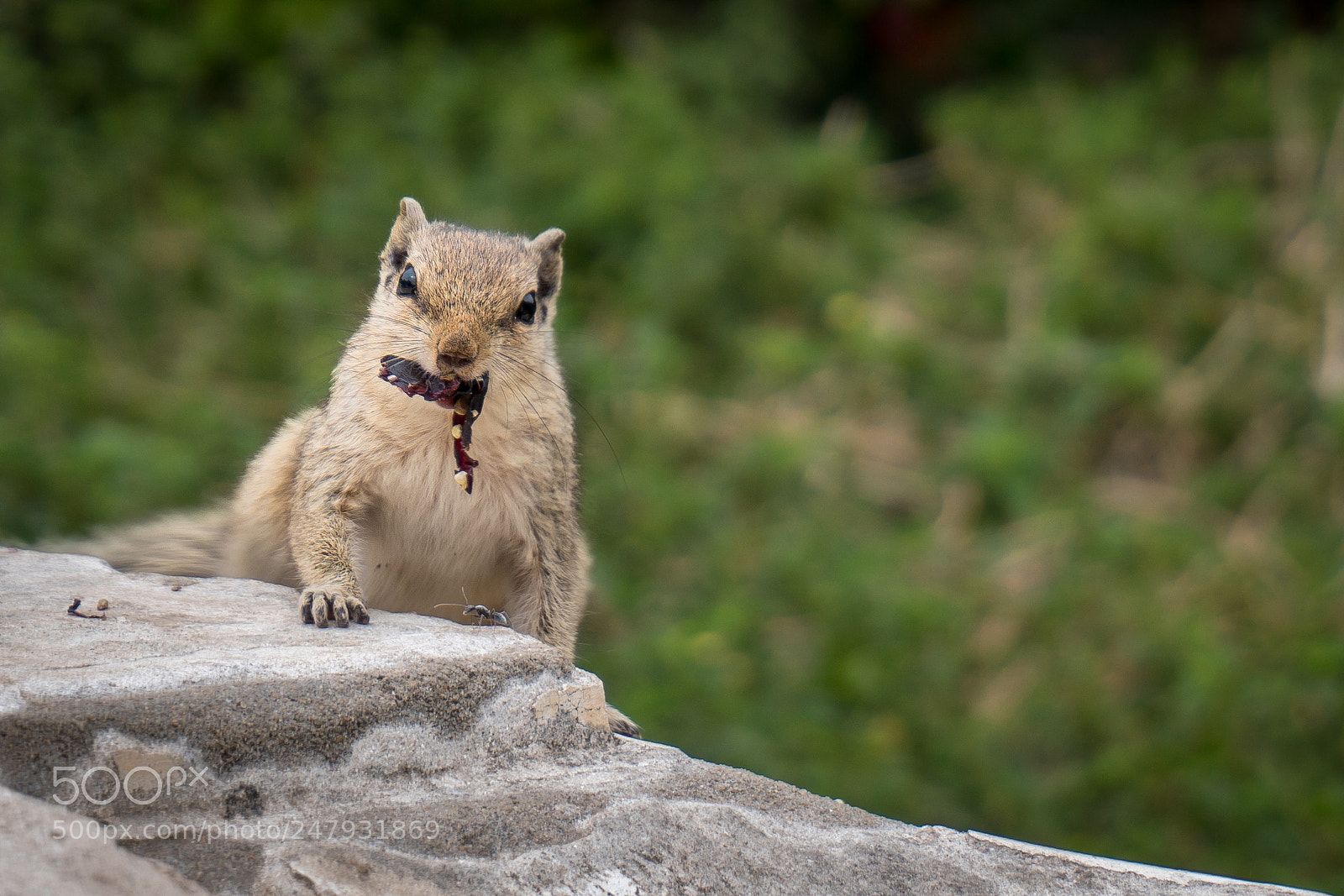 Sony a6300 sample photo. Squirrel photography