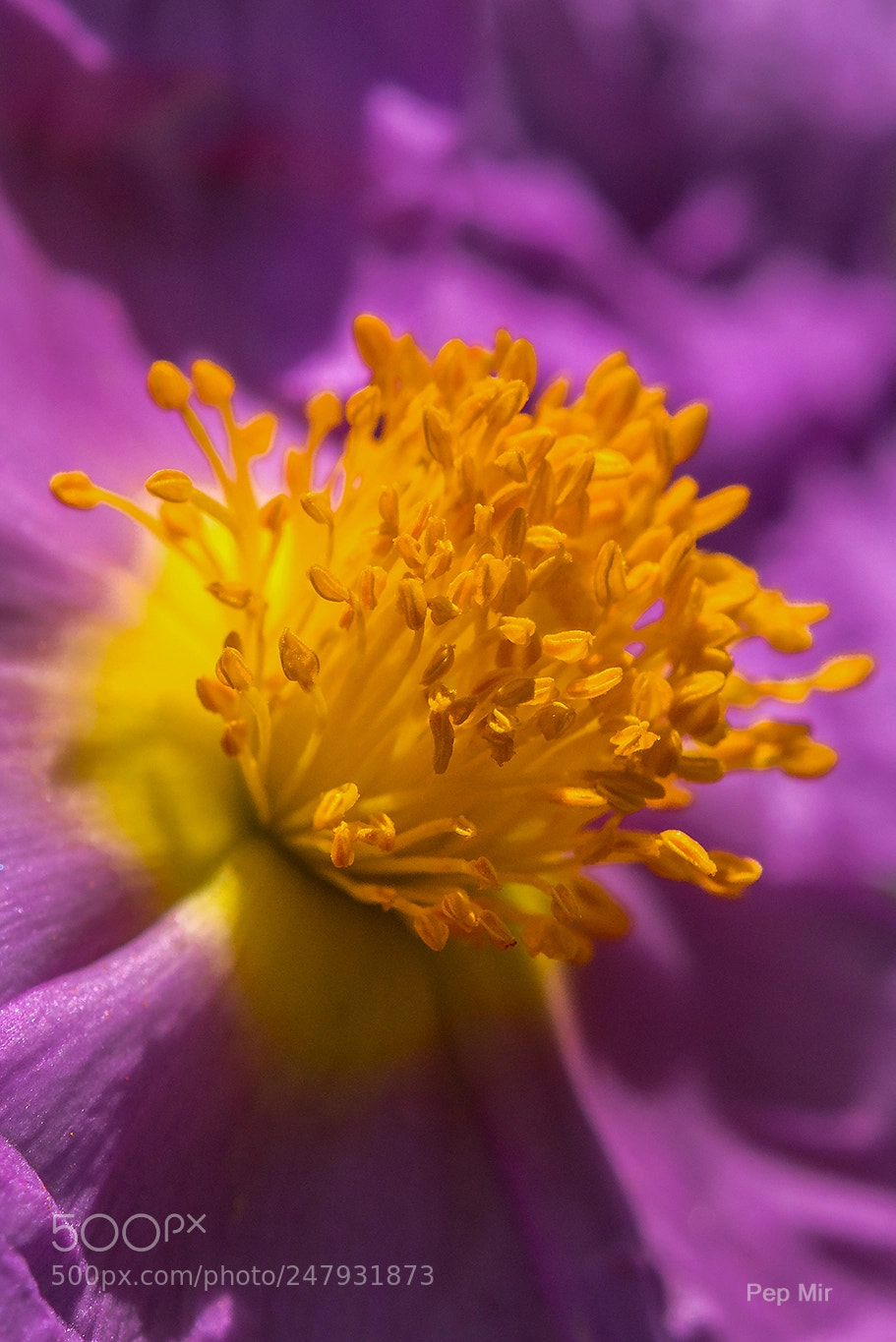 Sony a99 II sample photo. Estepa photography