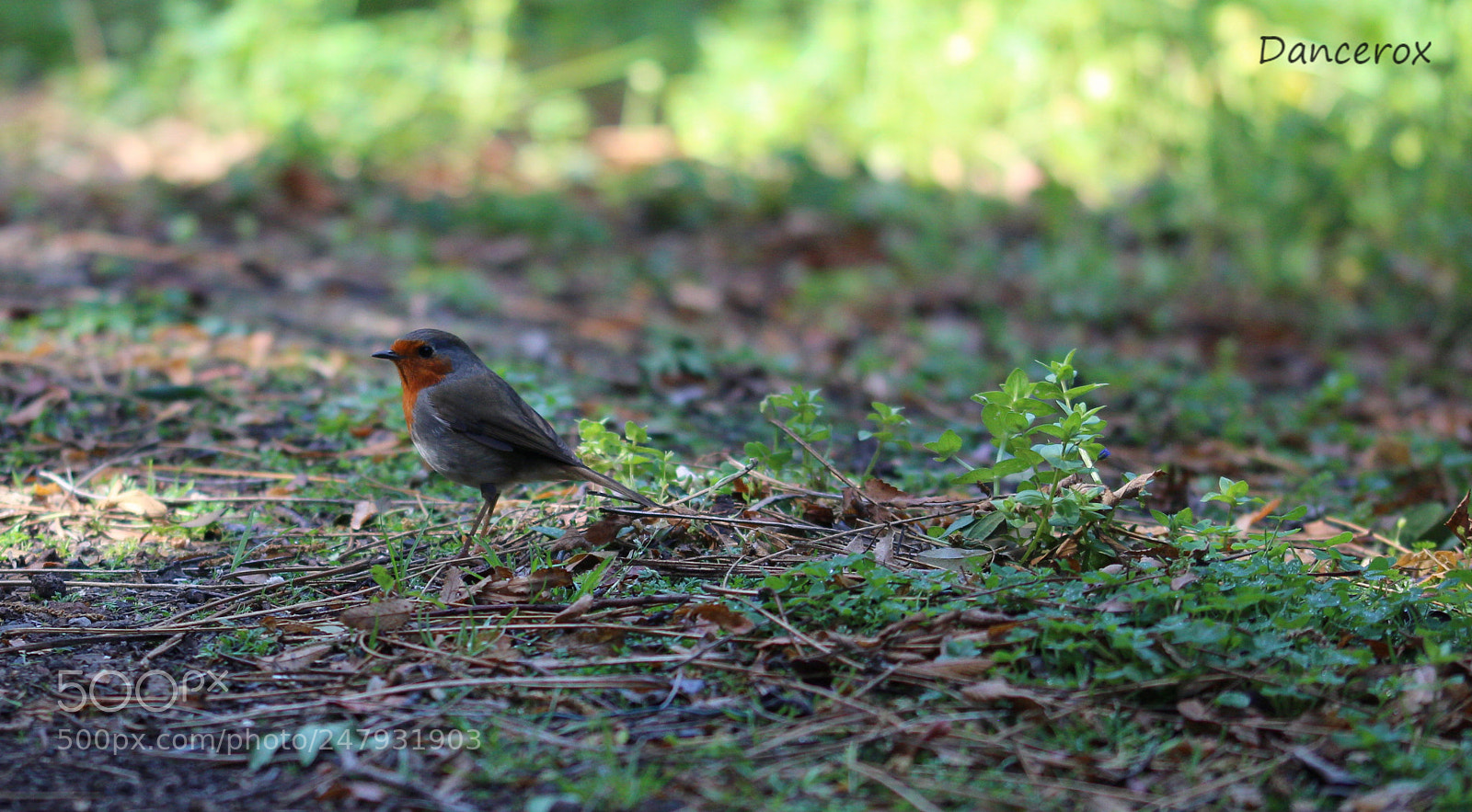 Canon EOS 100D (EOS Rebel SL1 / EOS Kiss X7) sample photo. Waiting for you photography