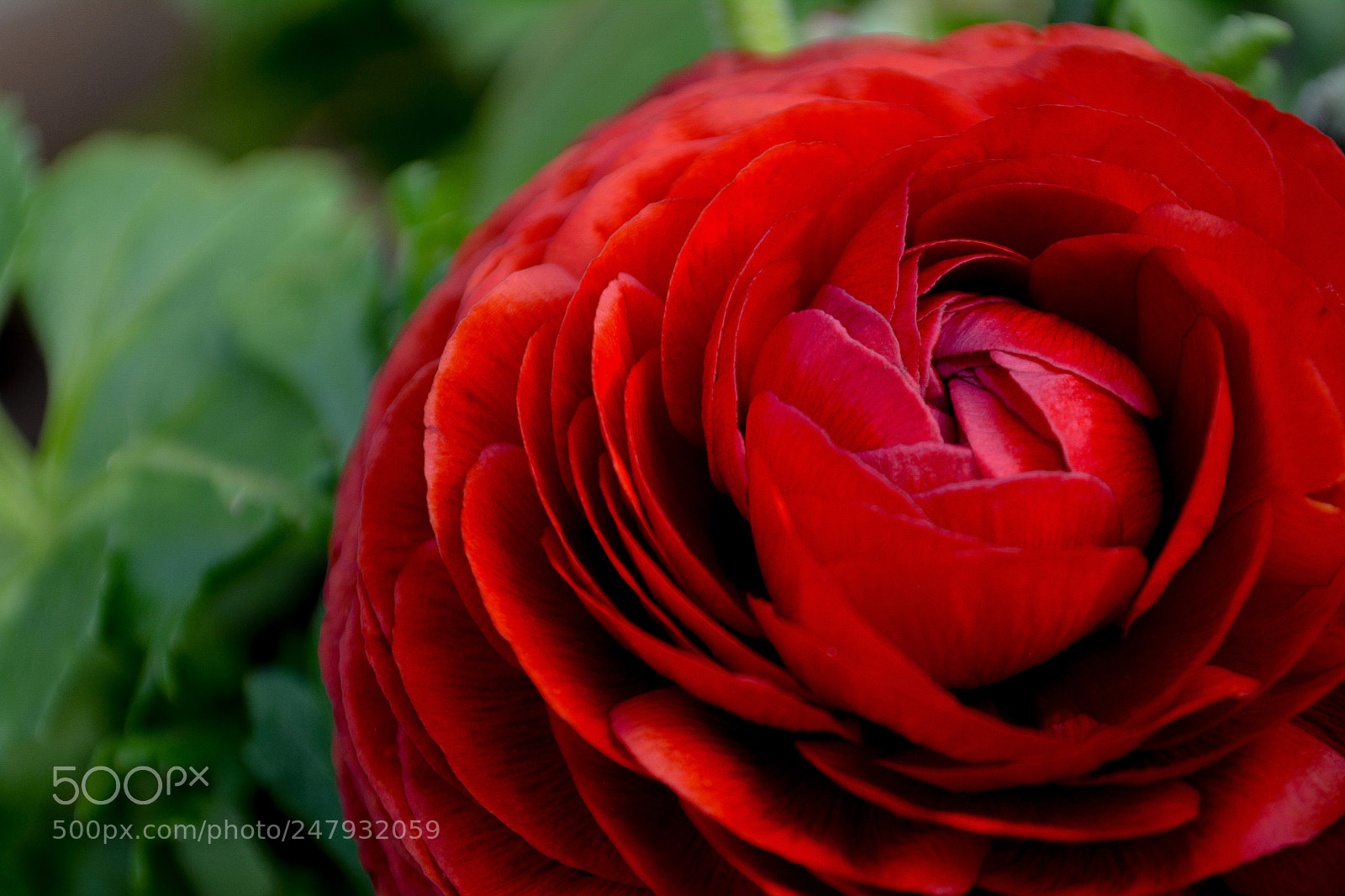 Nikon D5200 sample photo. Flower photography